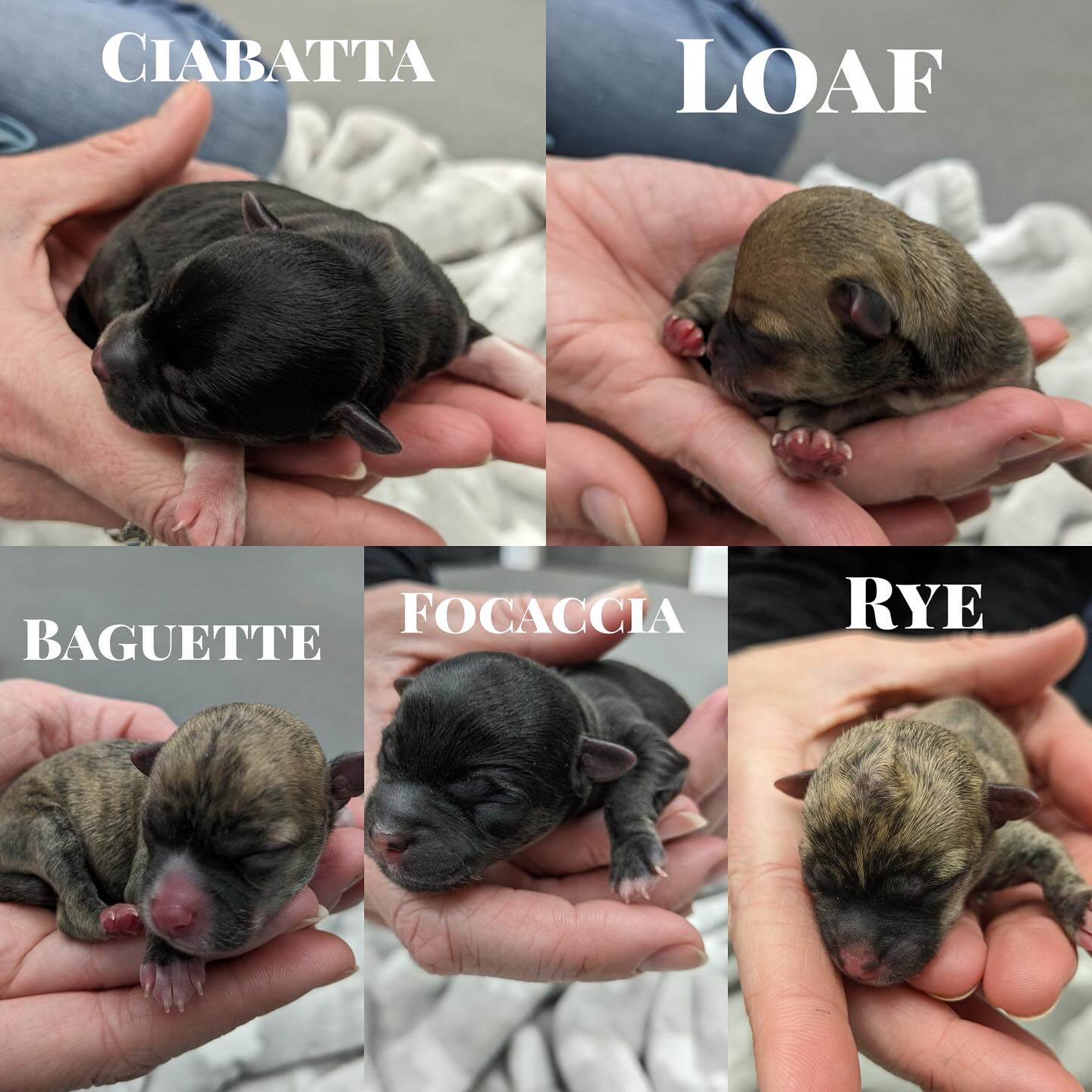 Cute five newborn puppies