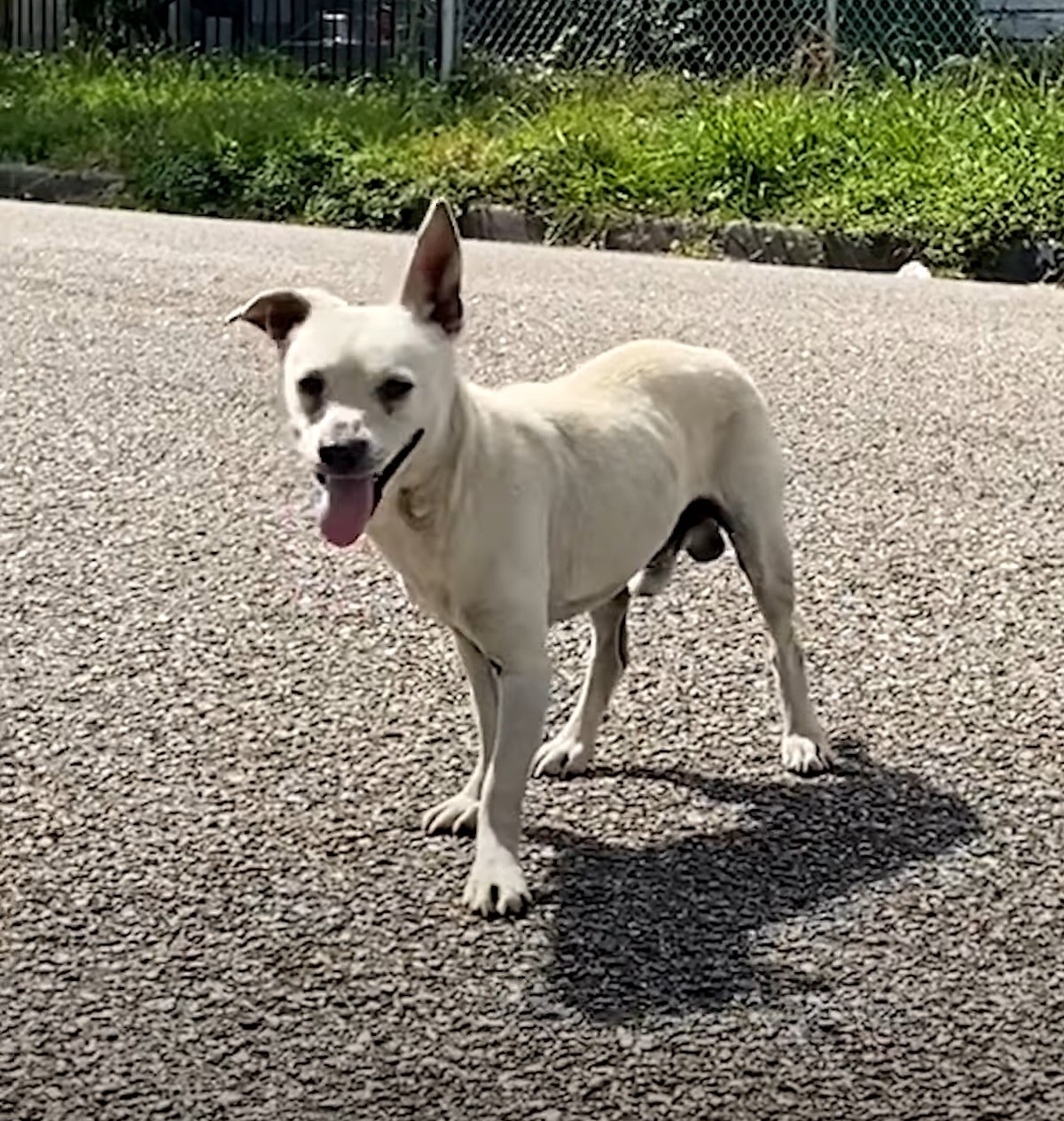 Cute white dog on the road