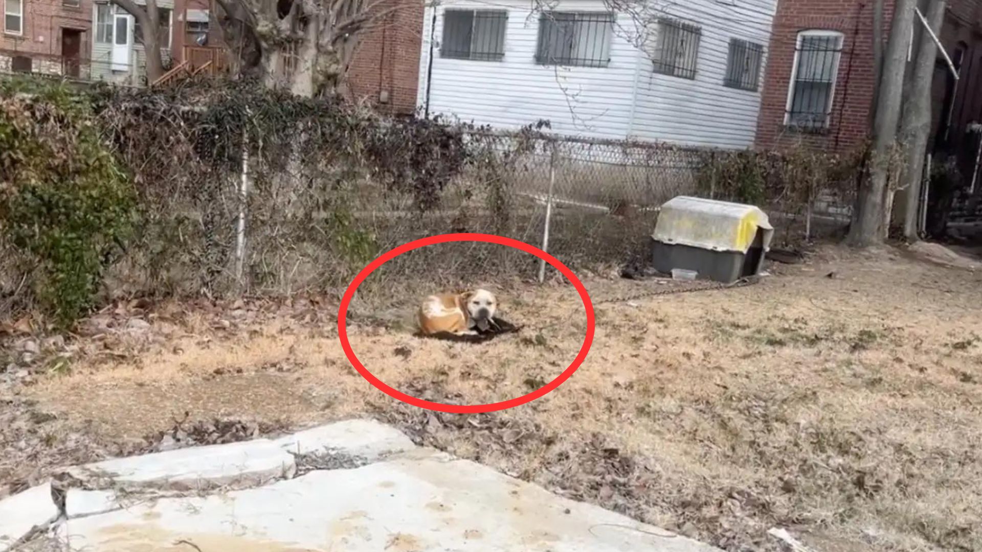 Rescuers Shocked To Find A Helpless, Freezing Dog Chained In An Abandoned Yard
