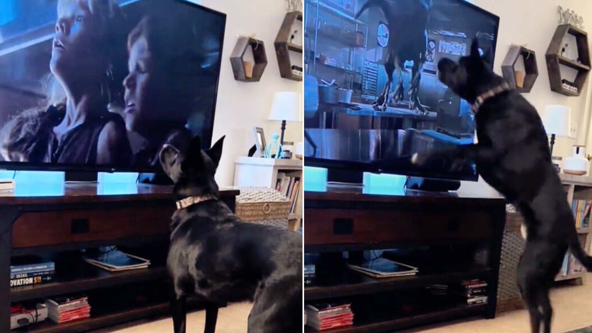 Dog Fearlessly Jumps In Front Of TV Screen To Save Endangered Girls From A Popular Movie