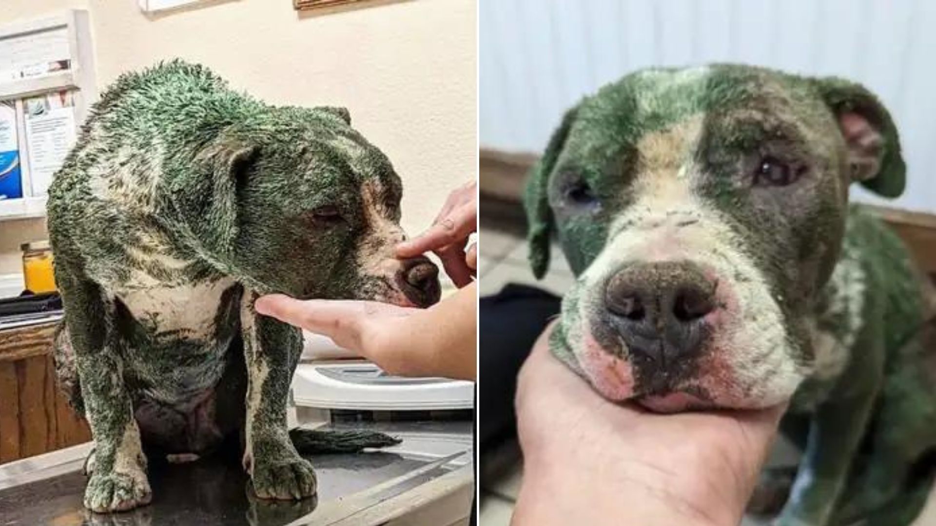 Poor Dog Covered In Toxic Paint Was Afraid Of Everyone Until He Met His Amazing Rescuers