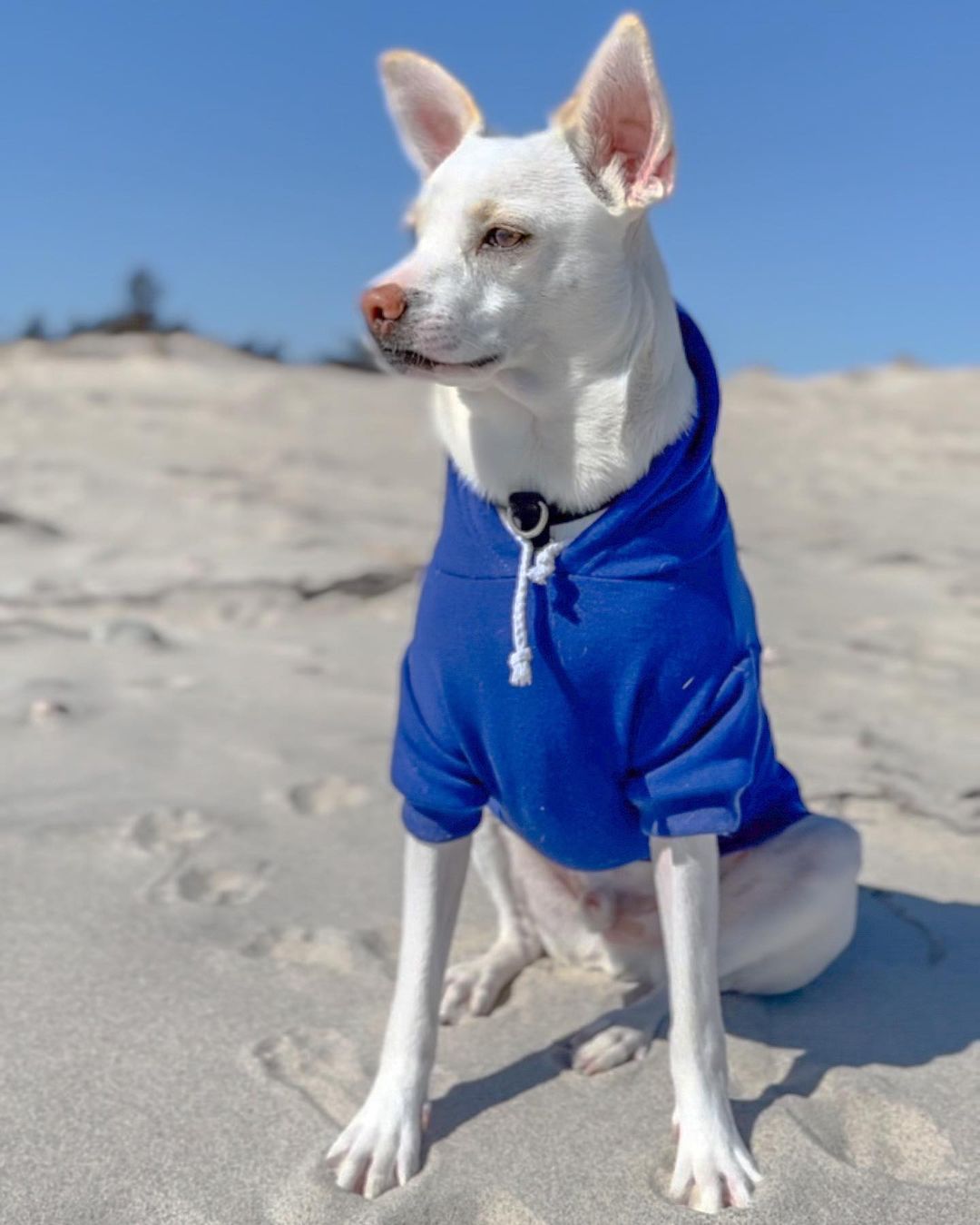 Dog with blue hoodie