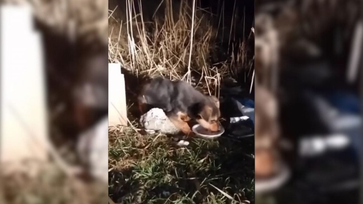 Rescuer Was In Disbelief When He Saw An Owner Dump His Dog On A Highway