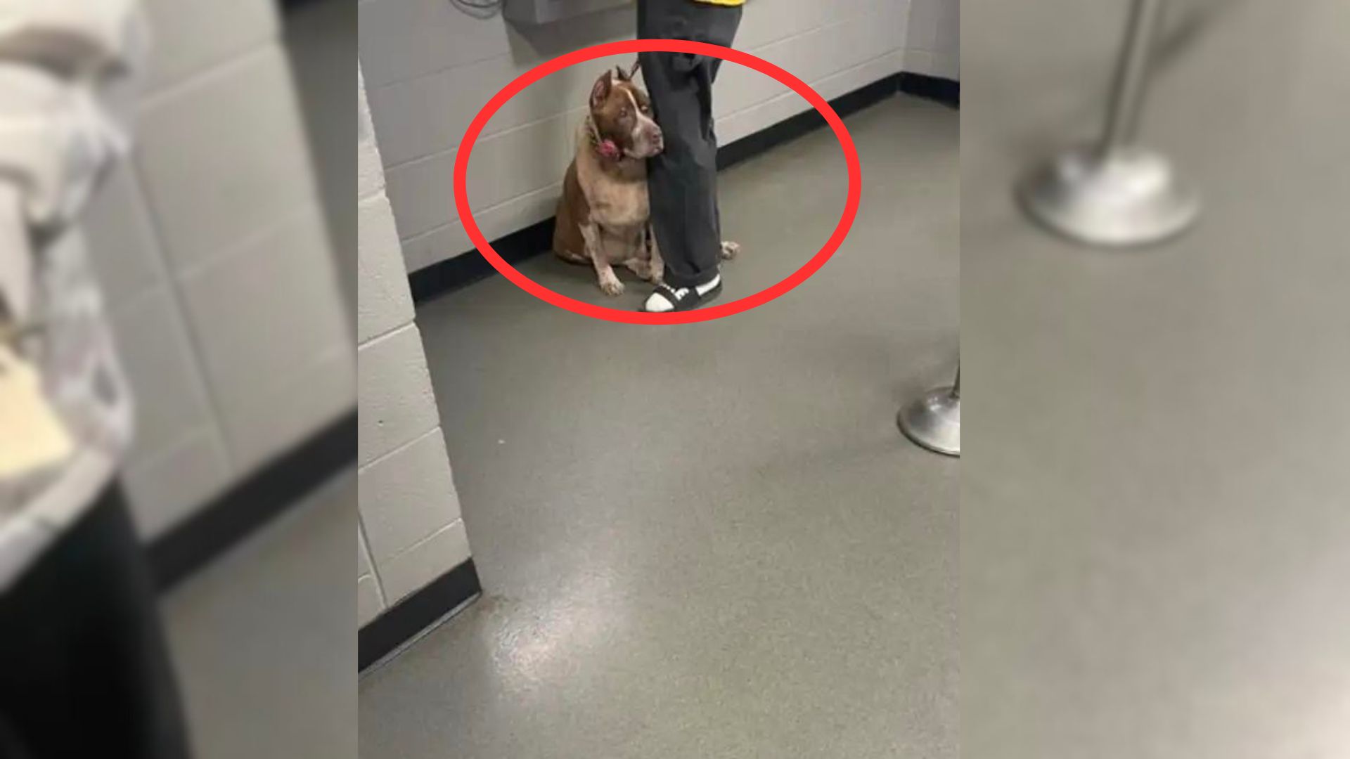 Dog Realizes His Owner Is Abandoning Him So He Starts Hugging Him To Try And Make Him Stop