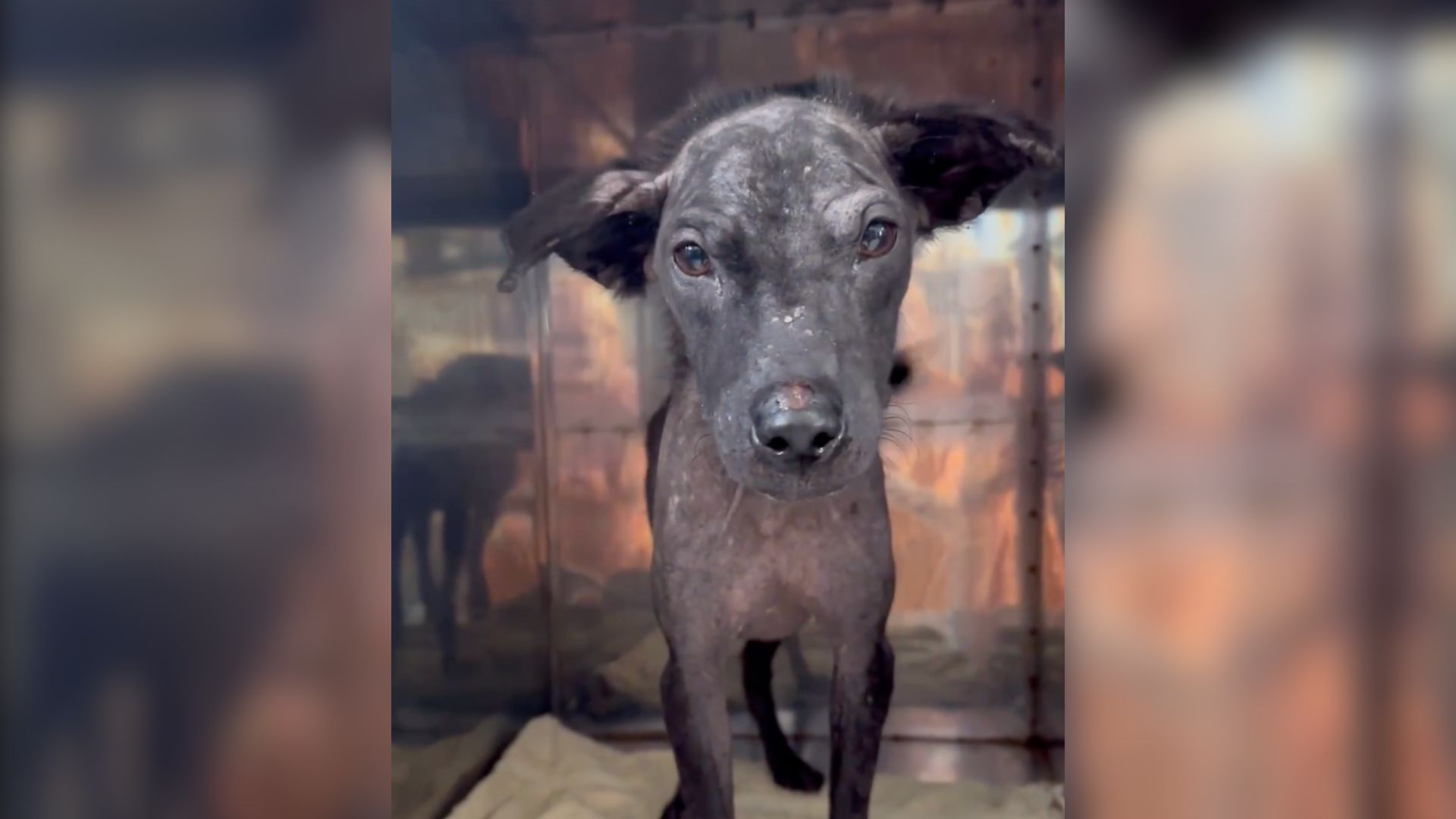 Heartbroken Pup Was About To Leave This World In Pain, Then A Miracle Happens