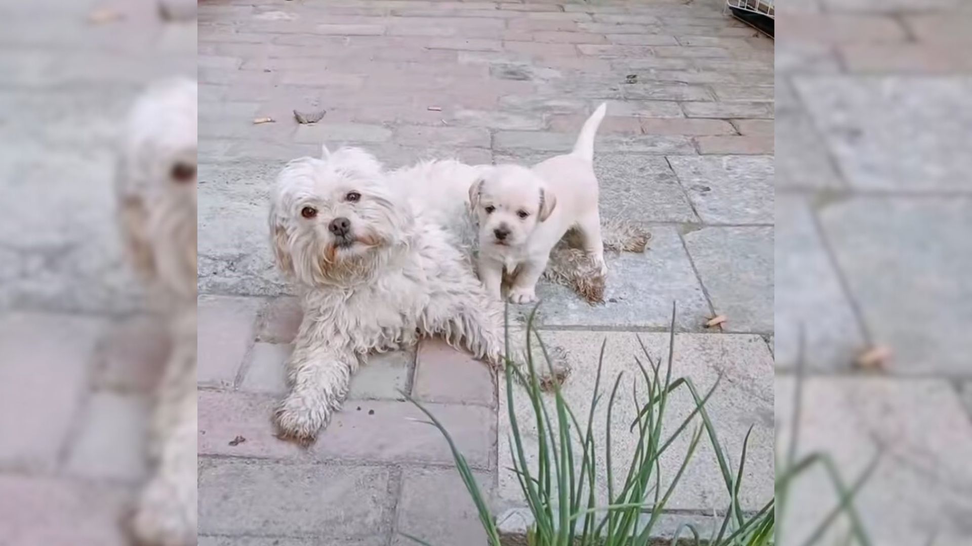 Family Feeds The Stray Dog That Appears On Their Doorstep, Only To Learn Her Giant Secret