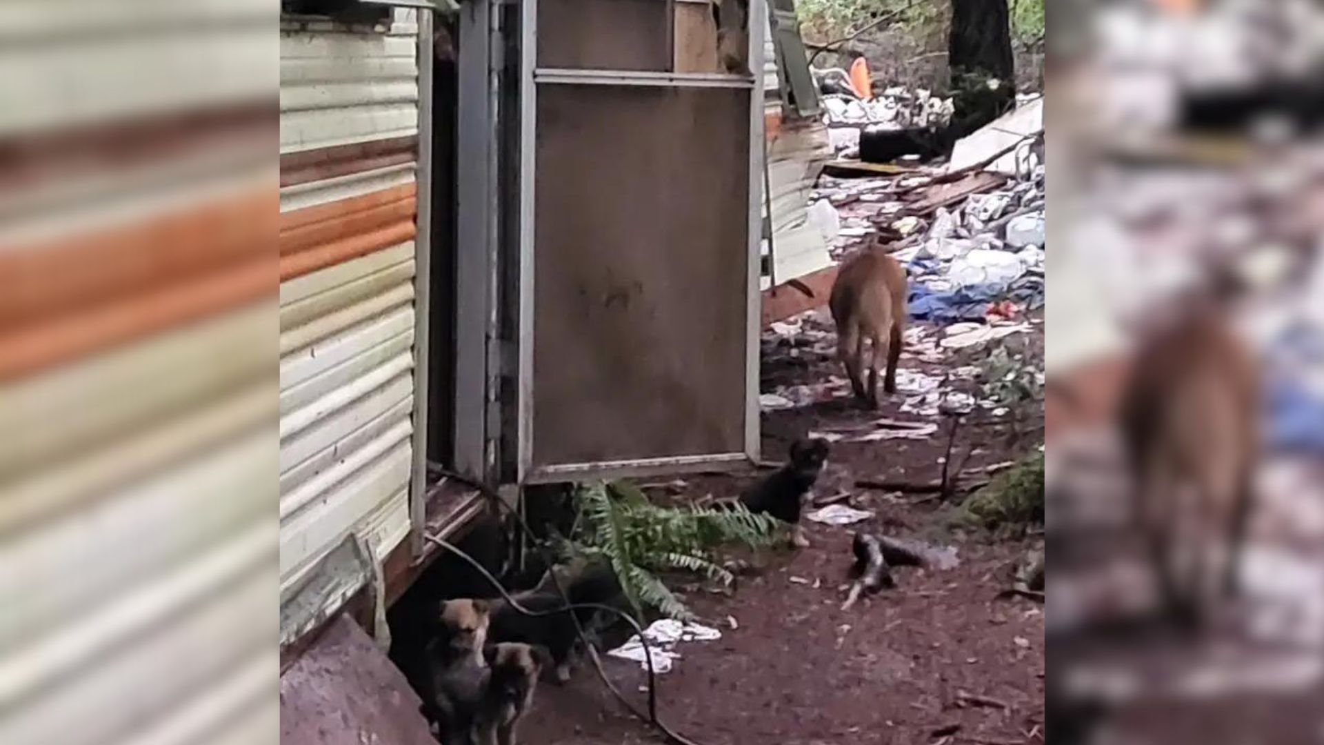 Kids Decided To Follow This Sweet Puppy To An Abandoned Trailer And Couldn’t Believe What They Found There