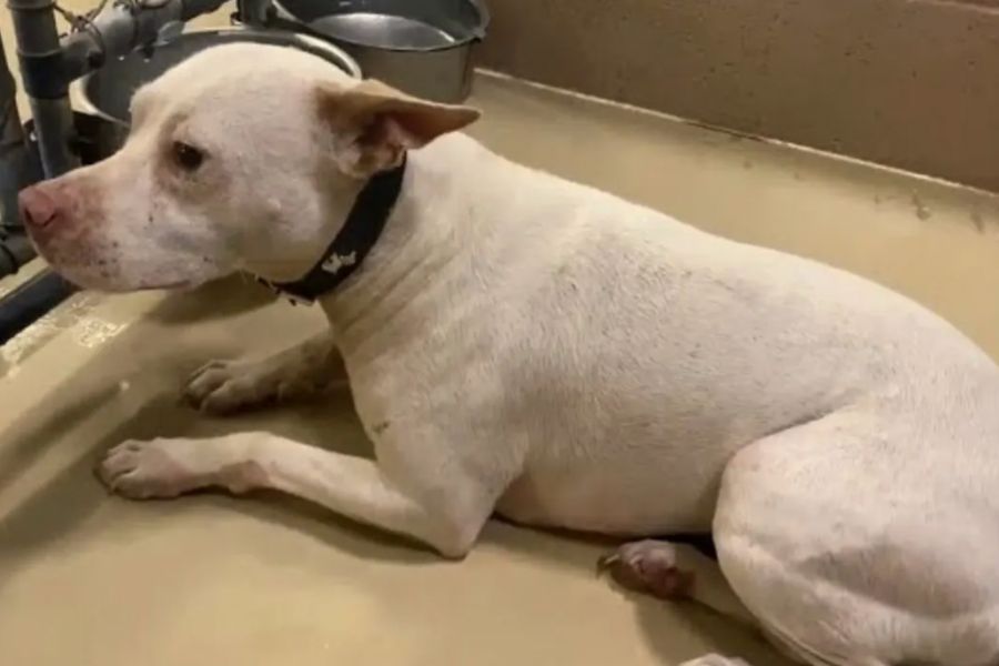Poor Dog Was Absolutely Petrified And Shaking After Being Surrendered To The Shelter