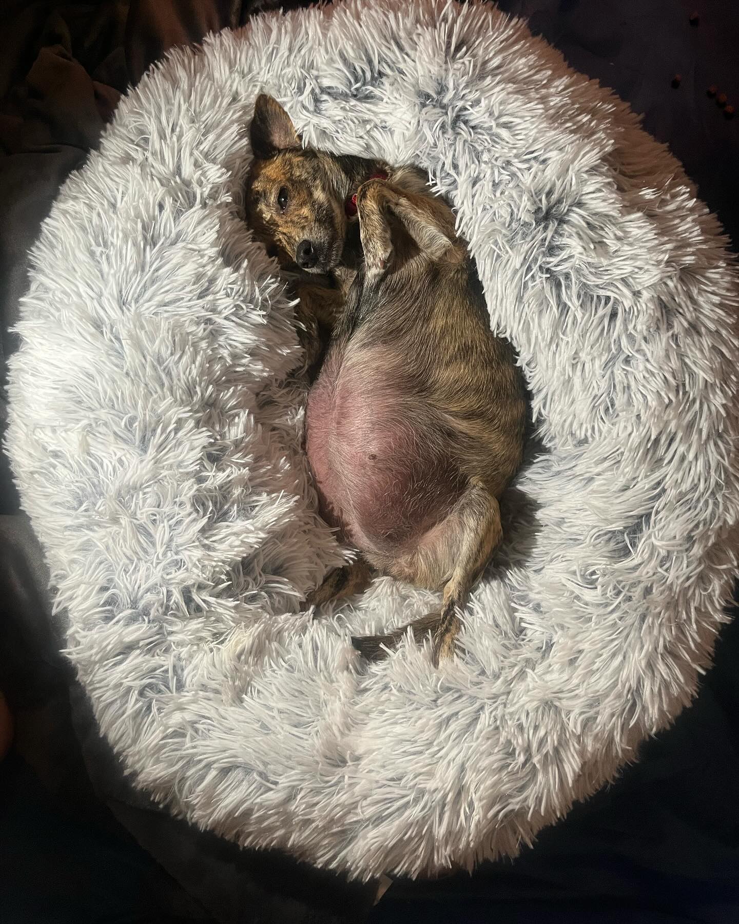Pregnant dog laying on a dogs bed