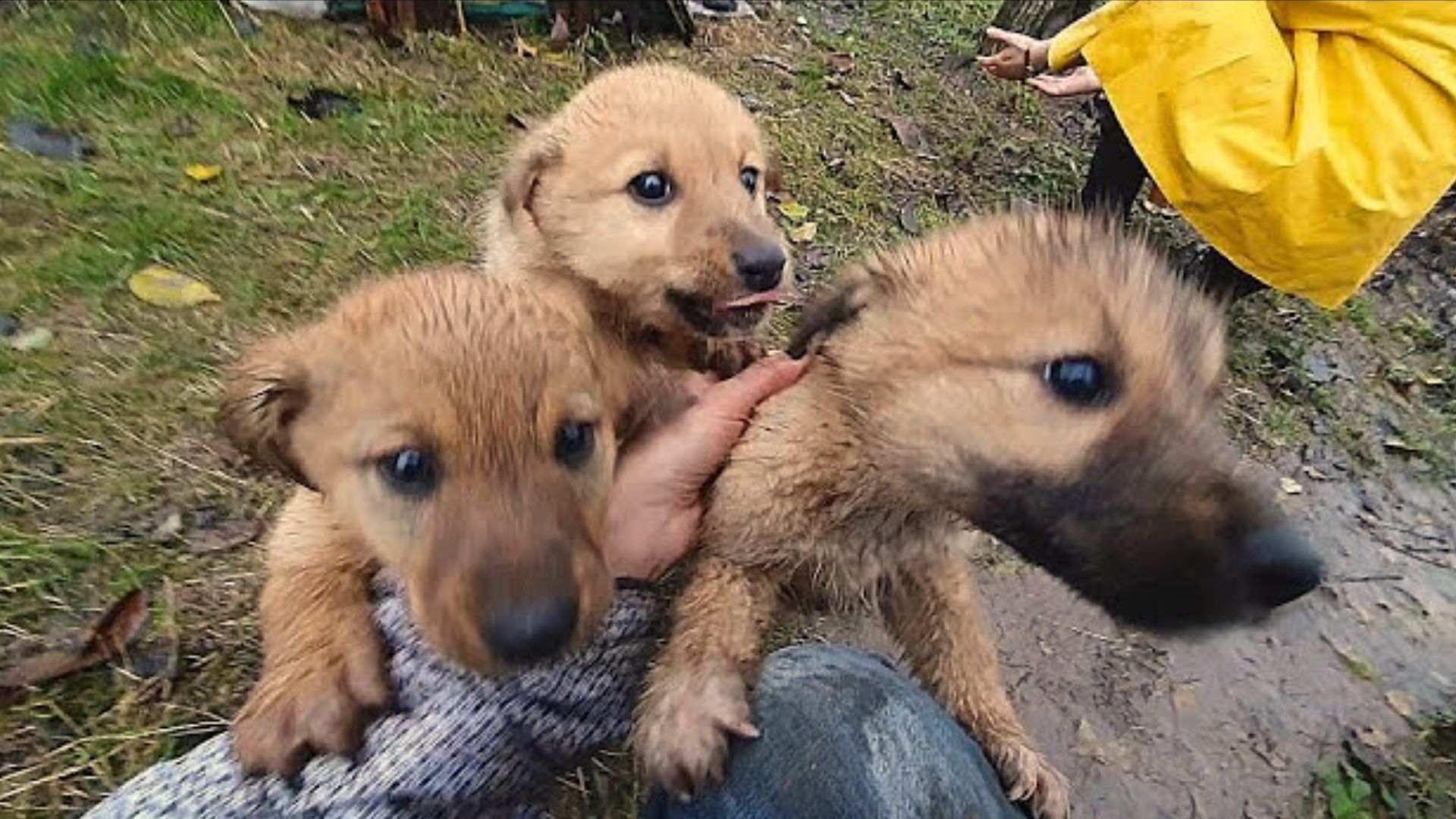 Puppies Begged Woman To Save Them And She Had No Choice But To Answer Their Plea