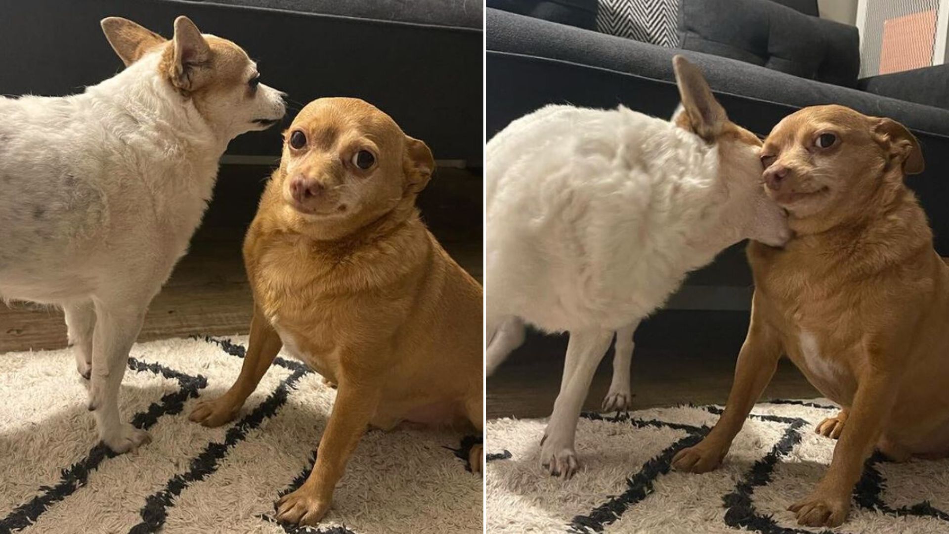 Rescue Chihuahua Has The Funniest Look That Makes Everyone Smile Instantly