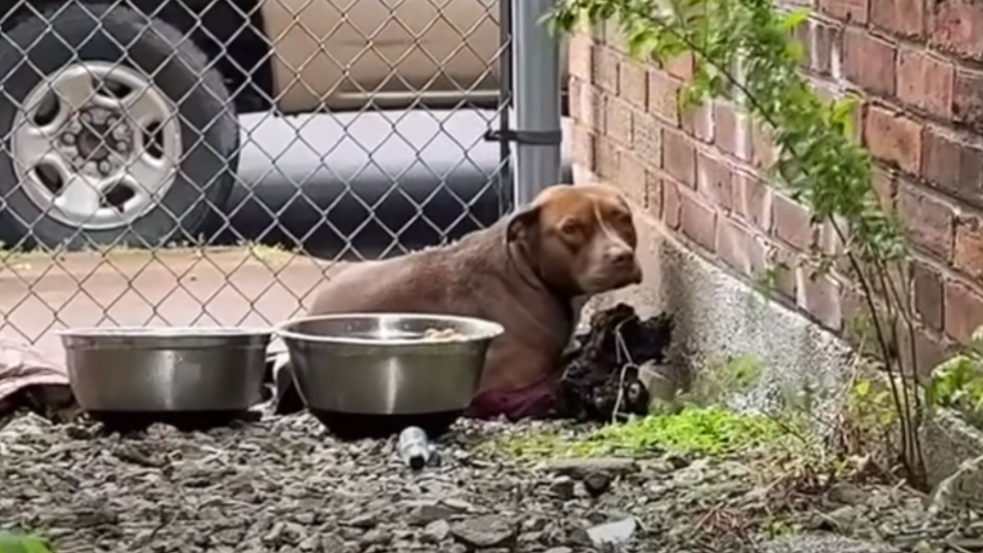 Rescuer Found A Pup Living In A Small Alley And Decided To Give Her A New Chance