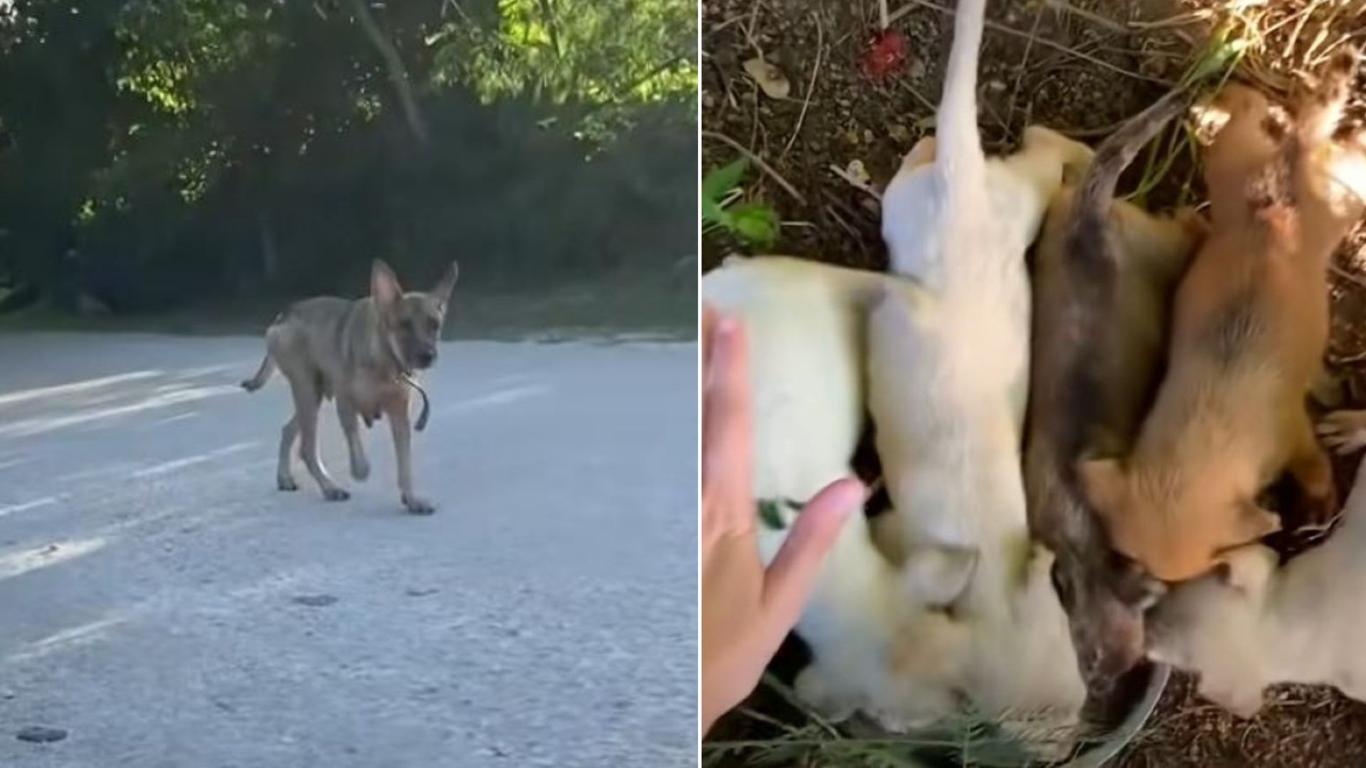 Brave Mama Dog Led Rescuers Into The Woods And Begged Them To Save Her Precious Pups