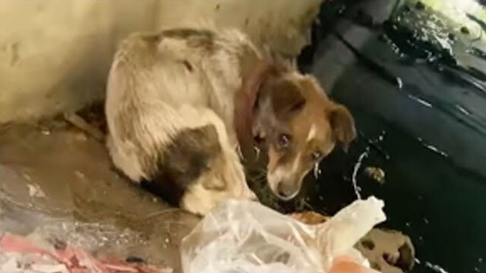 Rescuer Who Found A Skinny Pup Stuck Beneath A Bridge Refused To Leave Its Side Until He Could Save Her