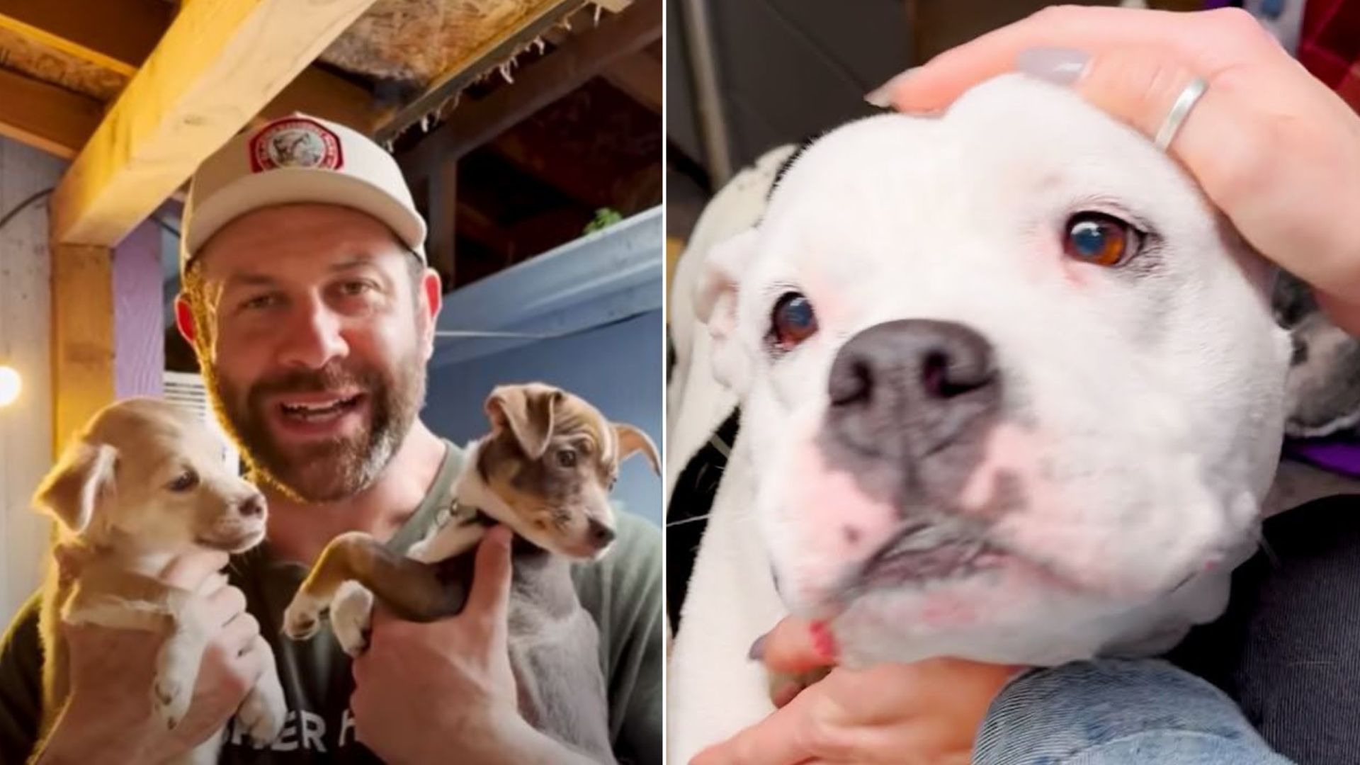 Rescuer Who Was Supposed To Adopt Two Pups Came Home With Six