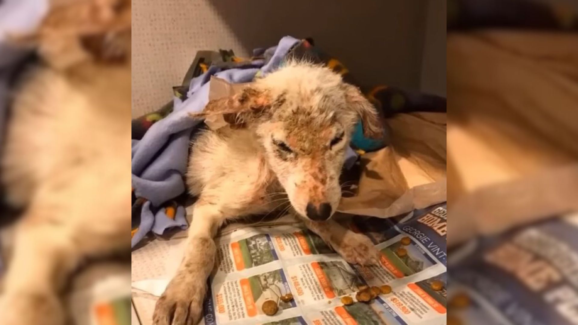 A Pup Who Was Found In Critical Condition Shocks Her Rescuers By Becoming A White Princess After Being Rescued