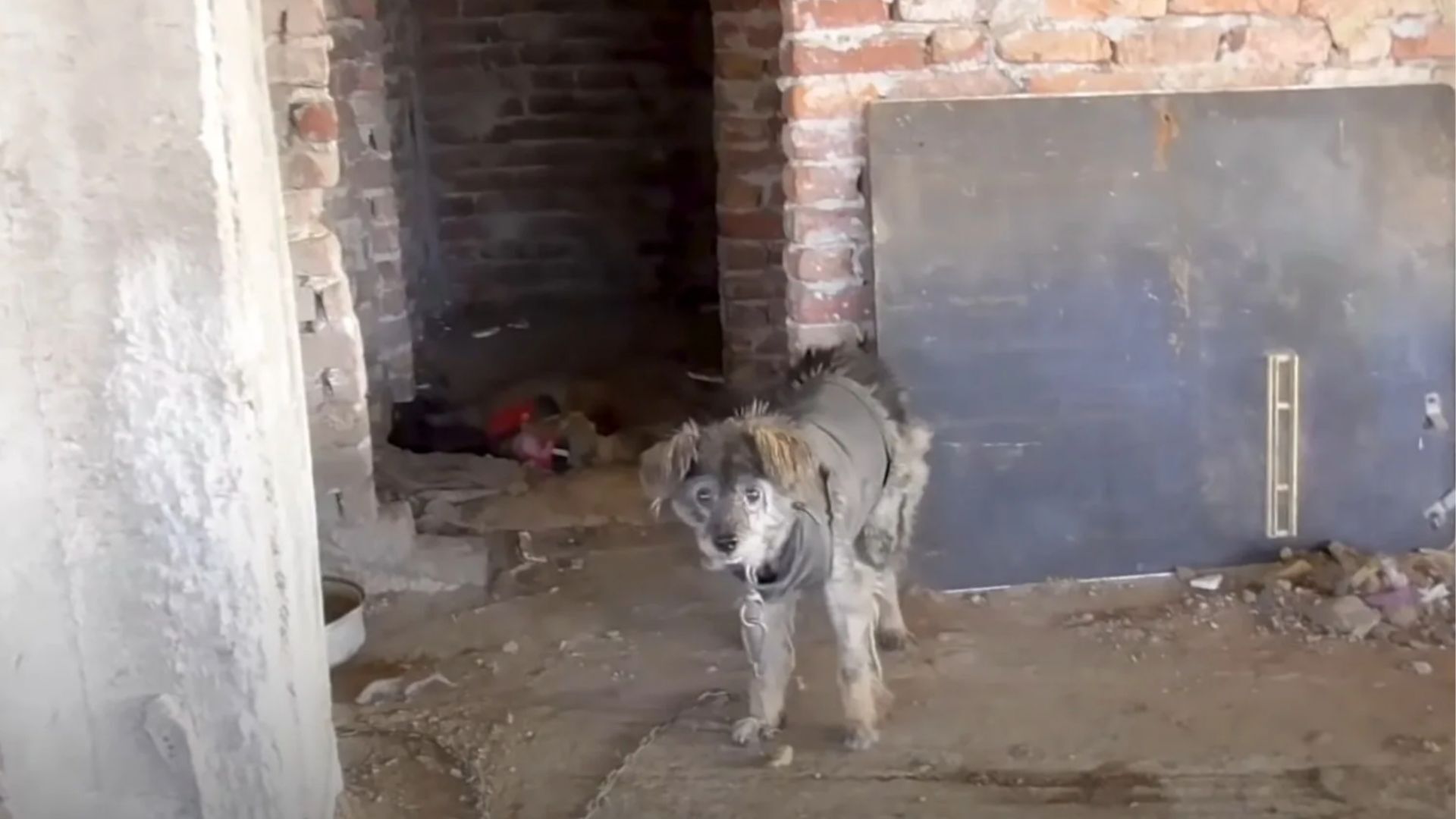 Rescuers Tried To Save A Dog Who Fled Into An Abandoned Building Only To Be Shocked By What They Saw