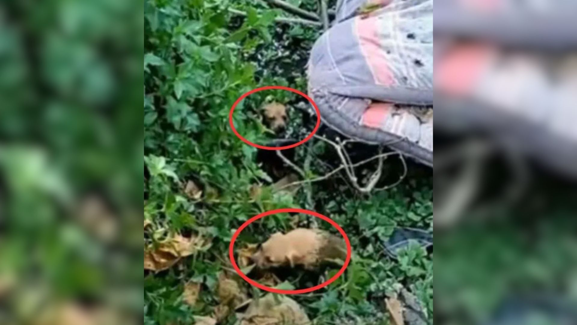 Cruel Owner Dumped 5 Tiny Puppies In A Lake And Then 2 Hikers Rushed To Save Them