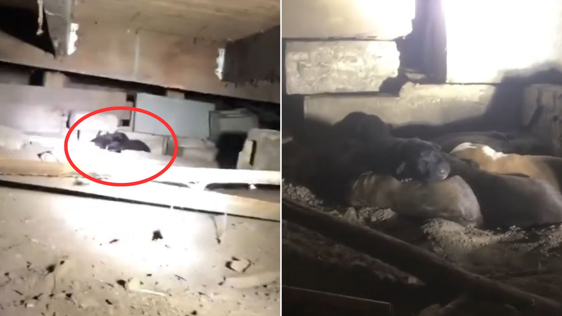 Rescuers Rush To Save An Animal In Need, Then Discover A Shocking Secret