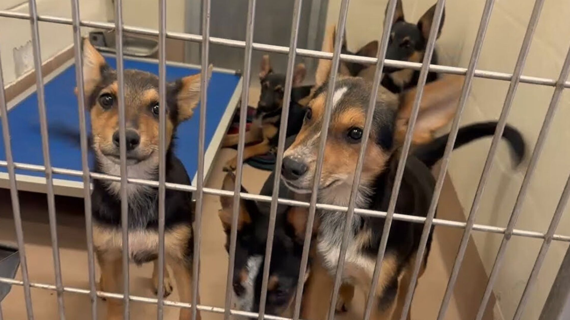 Six German Shepherd Mix Puppies Rescued Just In Time From Euthanasia