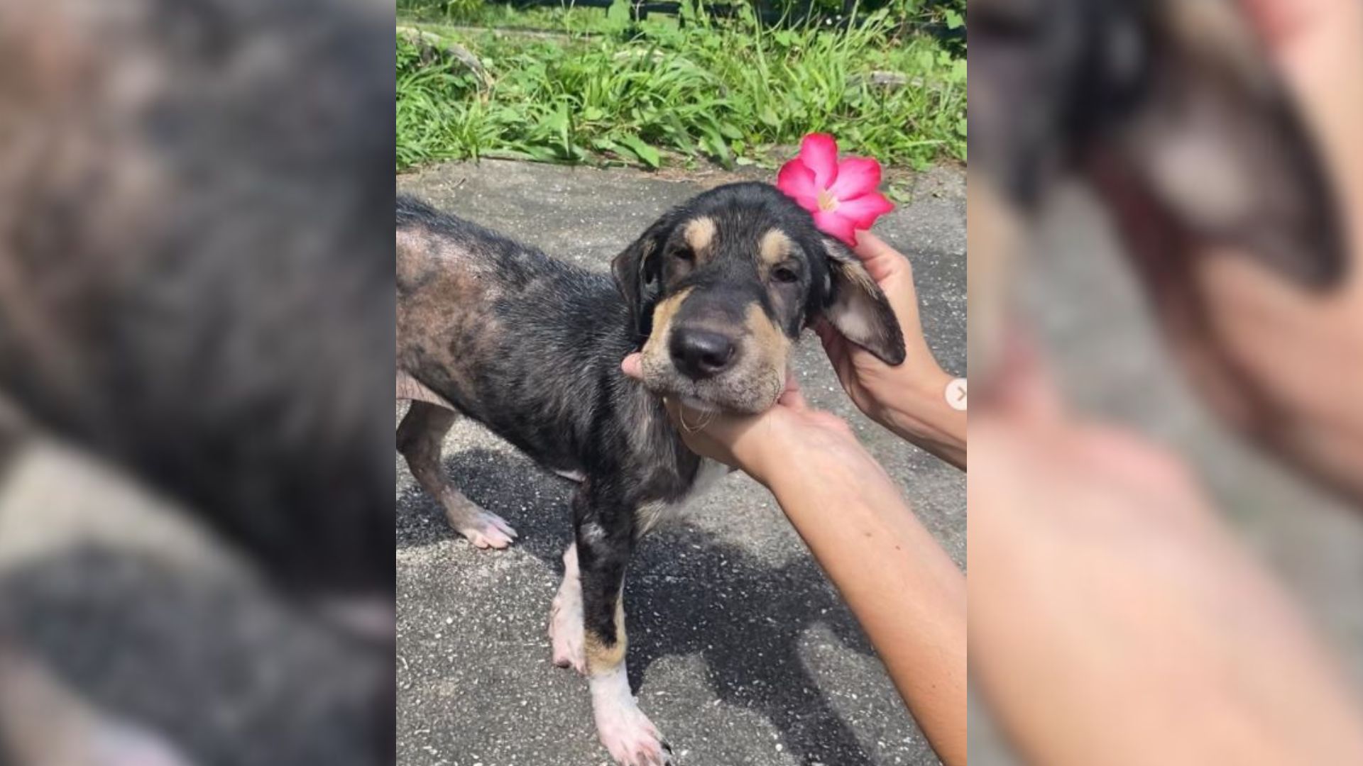 Skinny Puppy Diagnosed With A Serious Skin Condition Undergoes The Heartwarming Transformation