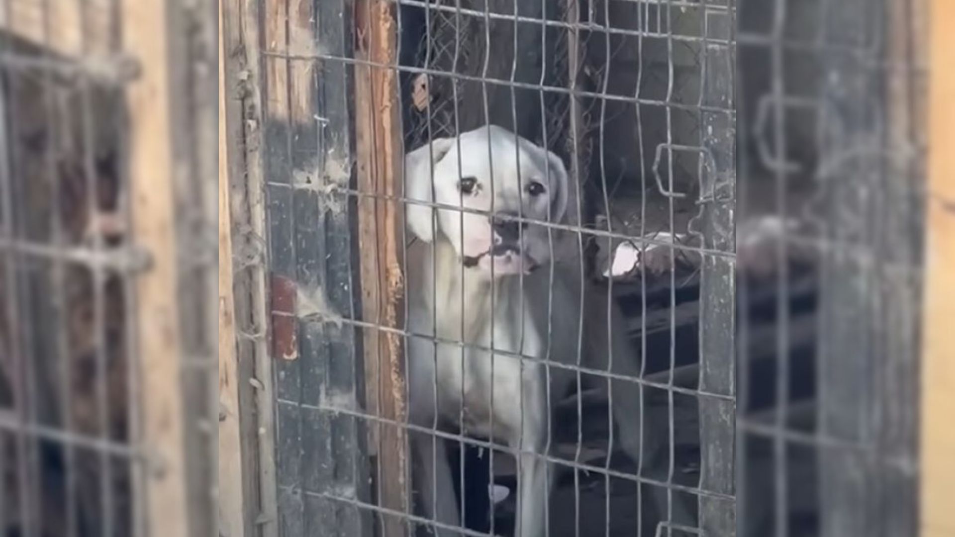 Adorable Dog Who Was Kept In A Cage For A Long Time Battled Depression Until She Met Her Fosters