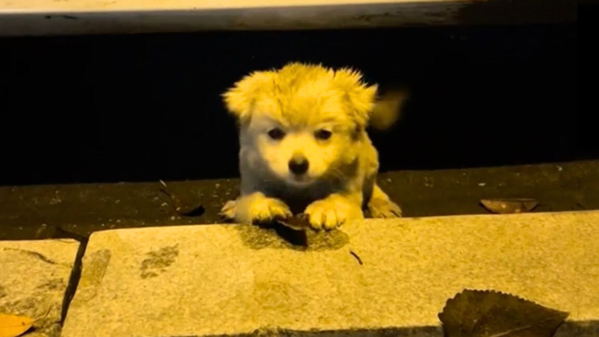 Rescuers Found Sweet Puppy Under A Car And Realized He Was Too Scared To Ask For Help