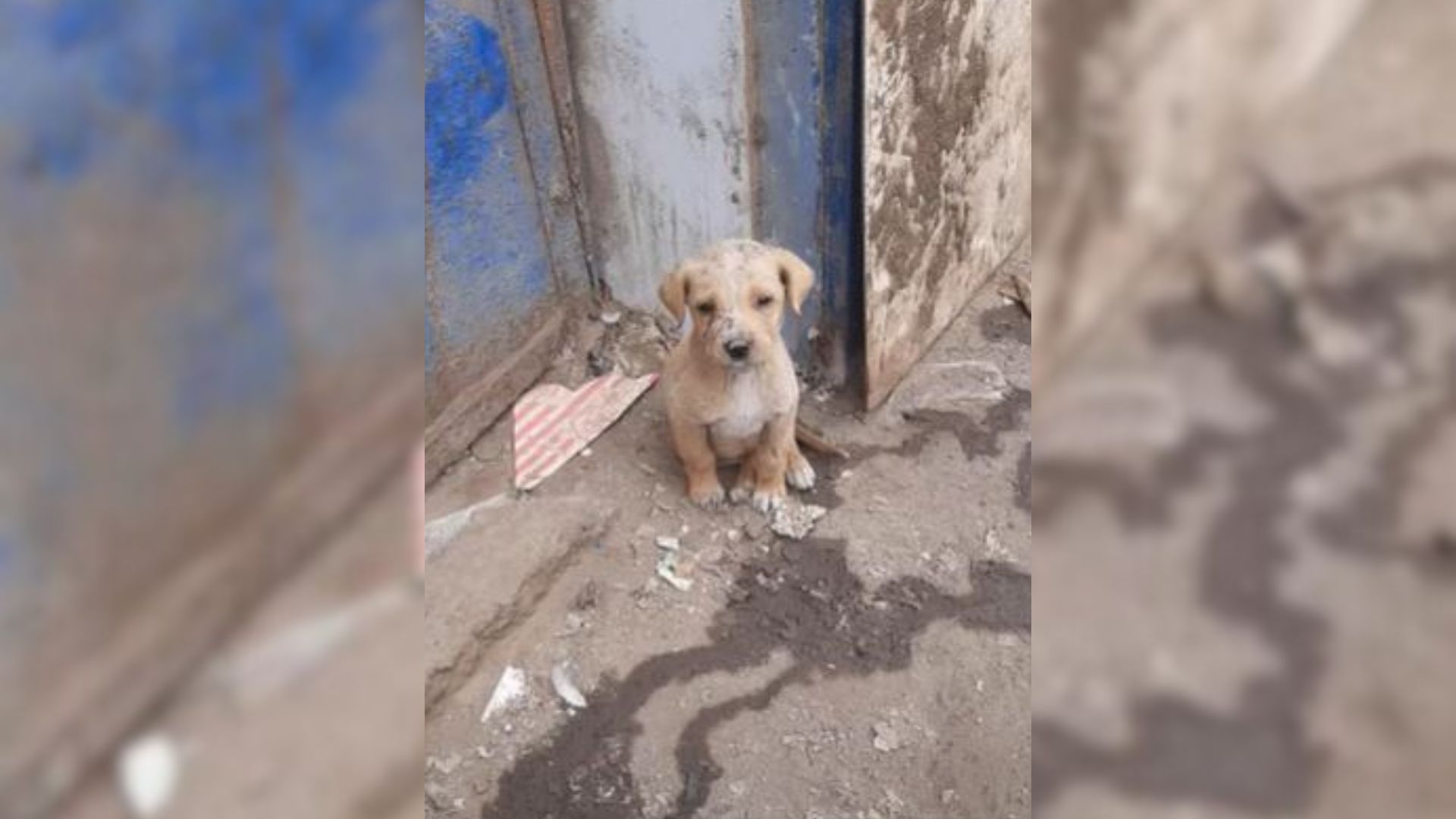 Adorable Puppy Was Kicked Out Of The House Into The Cold Weather Trying Her Best To Survive