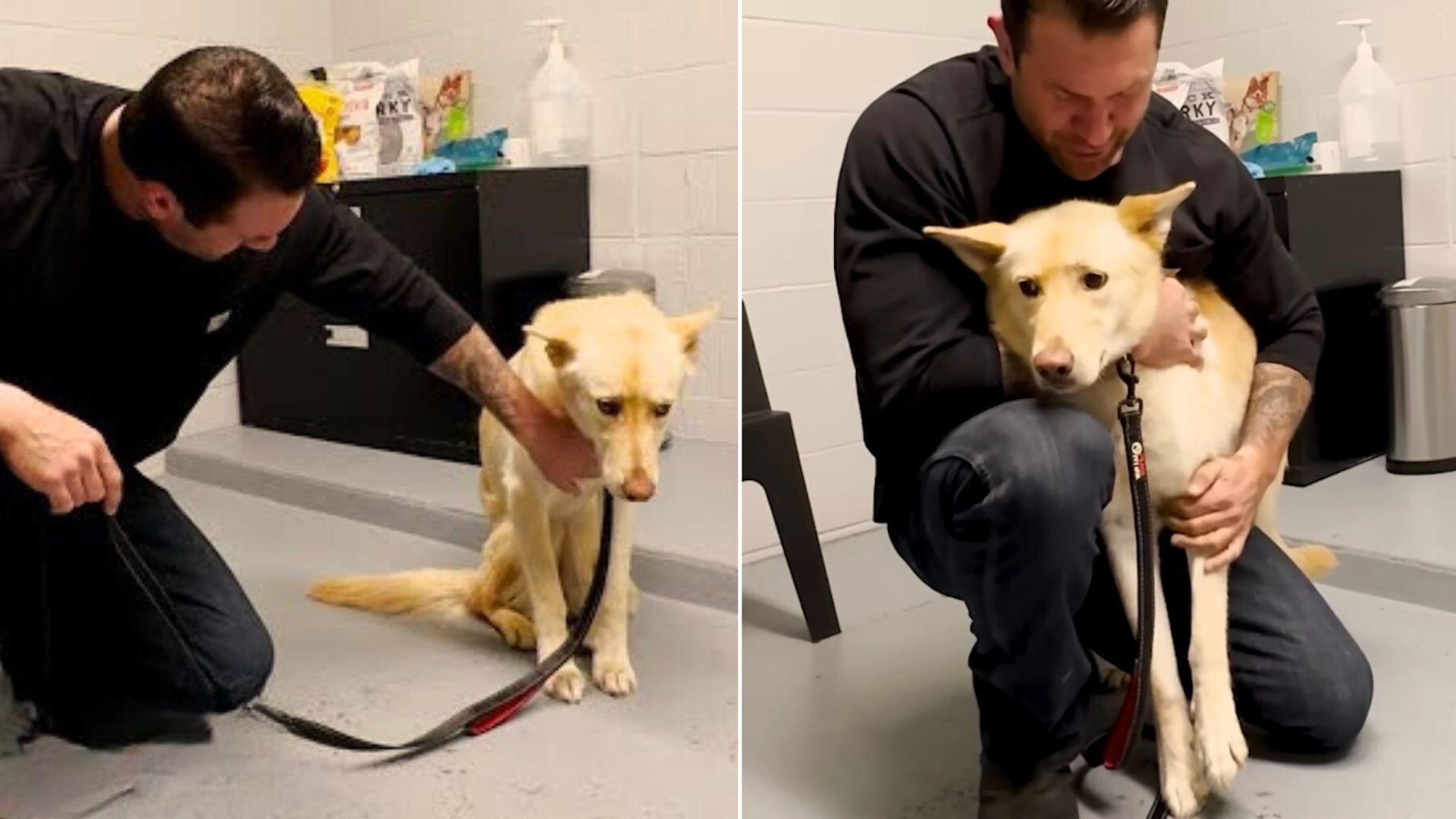 This Sweet Rescuer Won Back The Trust Of A Terrified Dog All Because Of His Perfect Approach