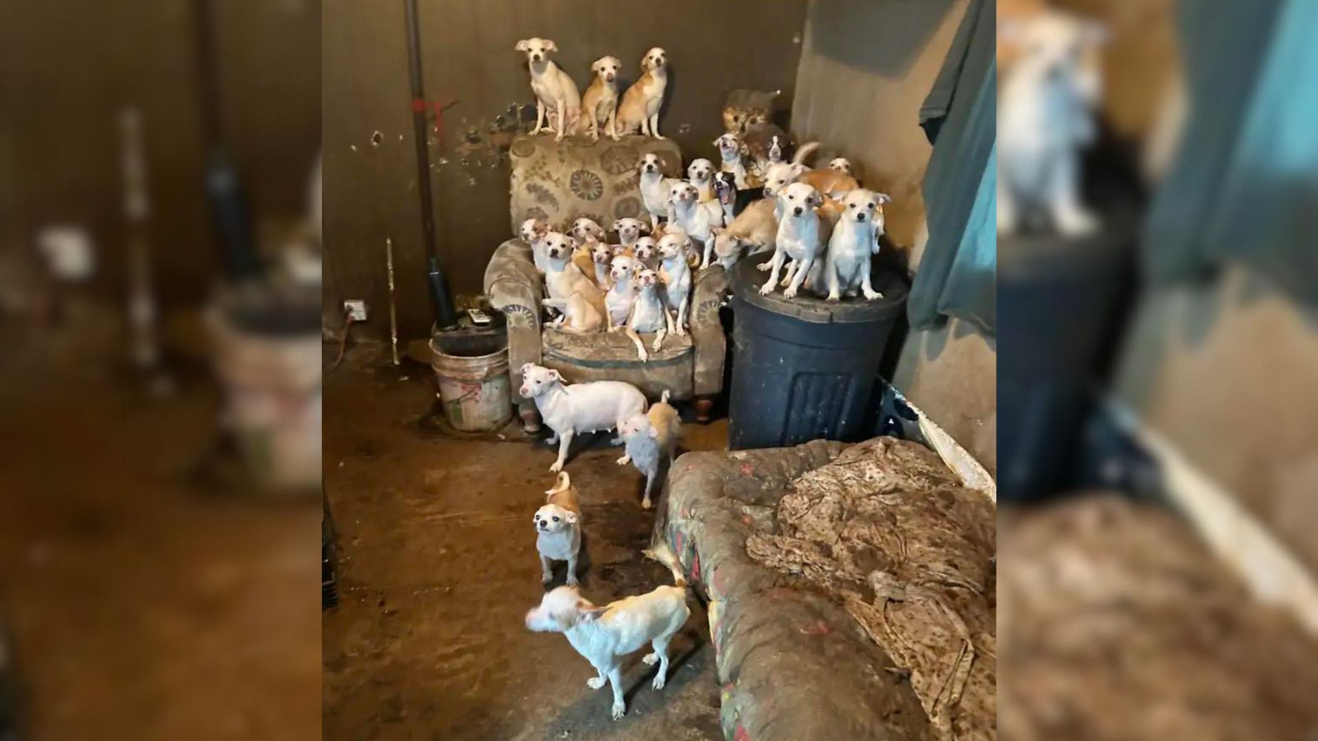 Rescuers From Pennsylvania Were Shocked By How Many Animals They Found In This Mobile Home