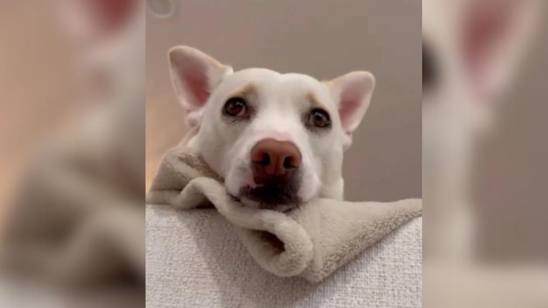 This Deaf Dog Just Wanted To Have A Normal Life And Then Everything Changed For Him