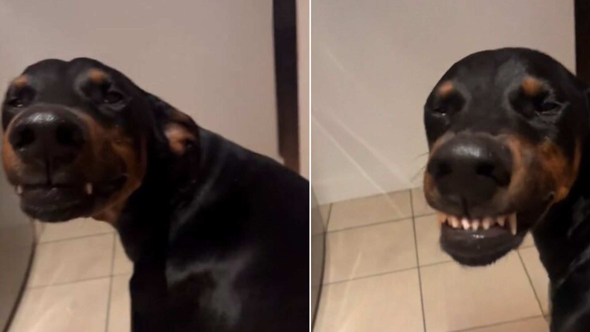 This Doberman’s Reaction To Getting A Back Scratch Will Absolutely Make Your Day