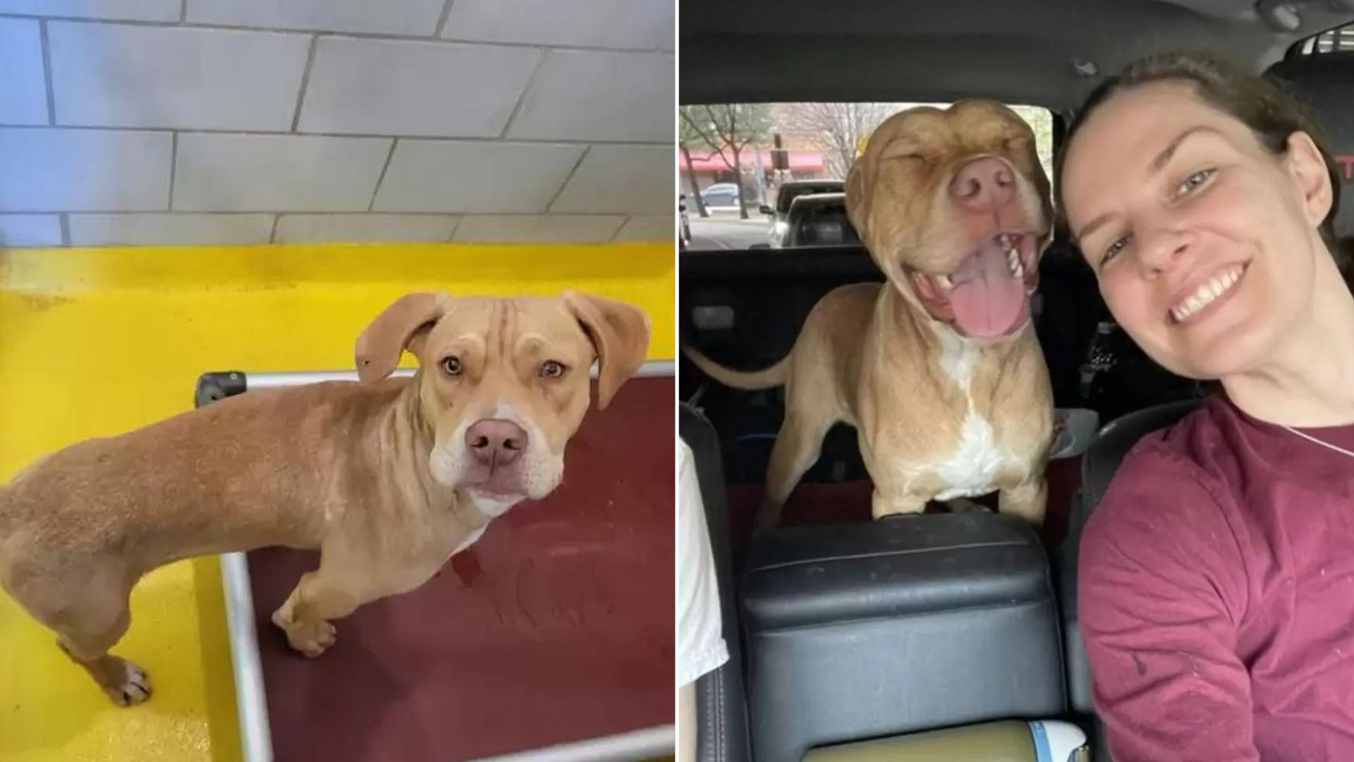 This Pup Had The Sweetest Reaction When He Realized That He Was Leaving The Shelter