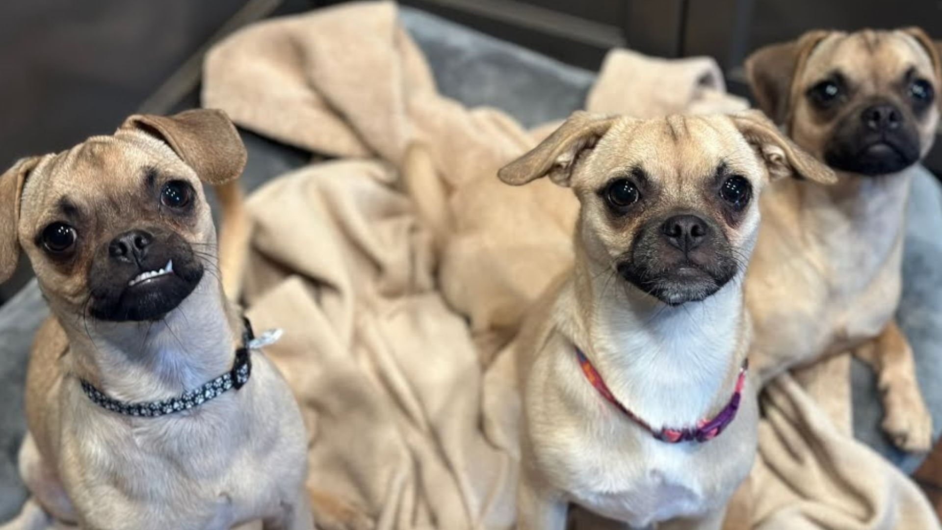 Sweetest Pug Siblings Decided To Stay Together After Being Cruelly Dumped At An Elementary School