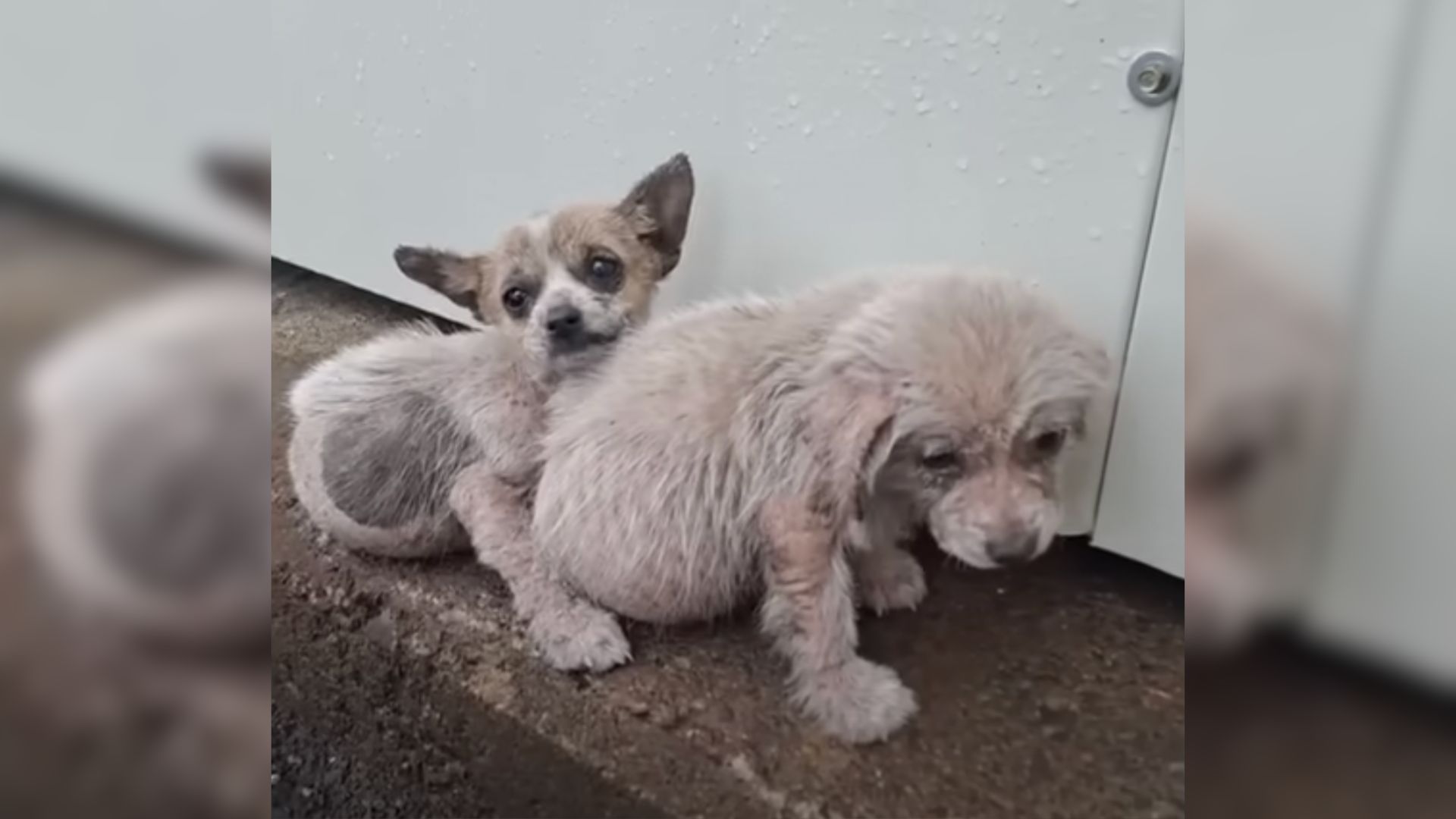 Two Terrified Pups Found In An Embrace Beneath A Car, Hoped Somebody Would Hear Their Cries