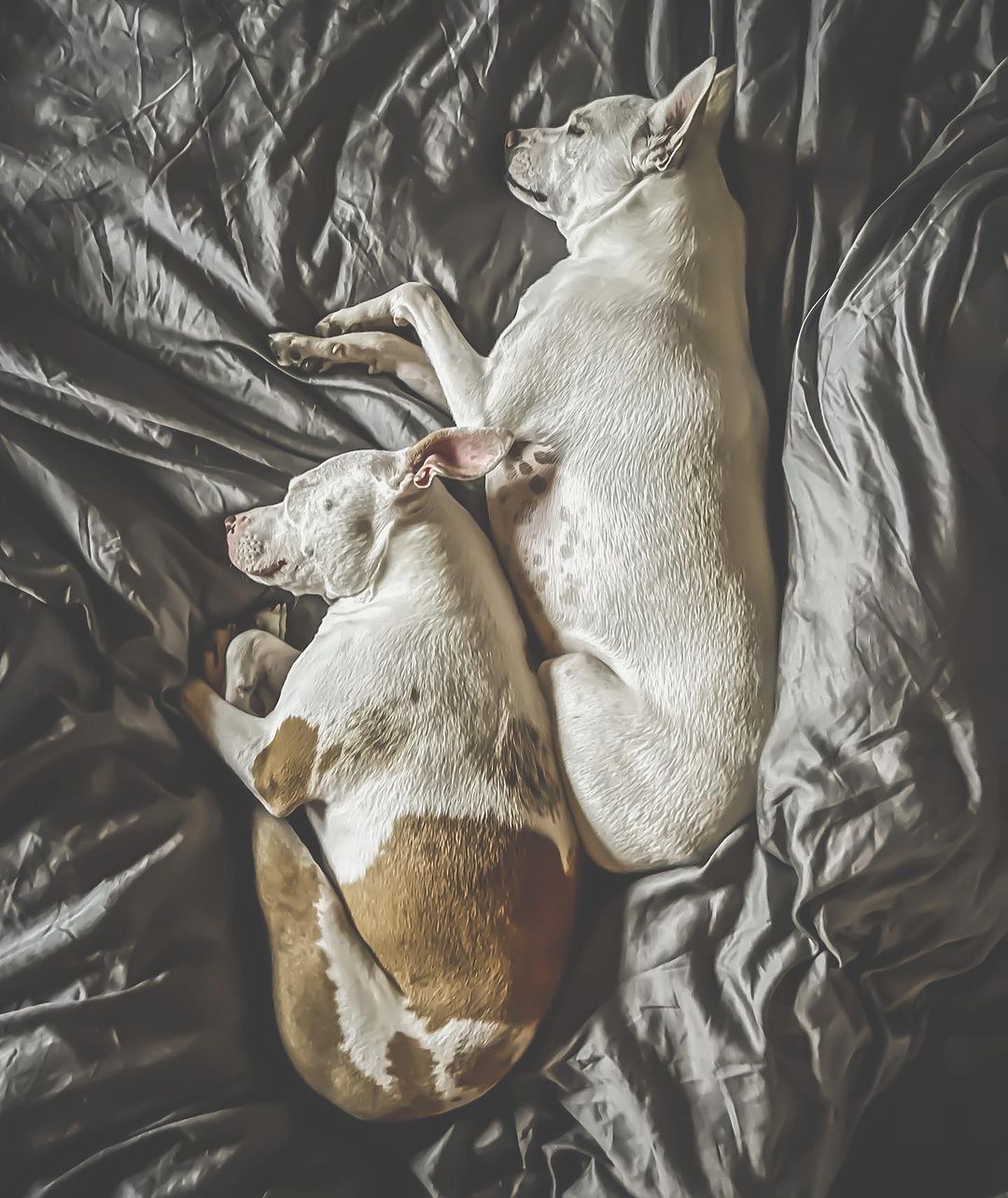 Two white dog sleeping on a bed