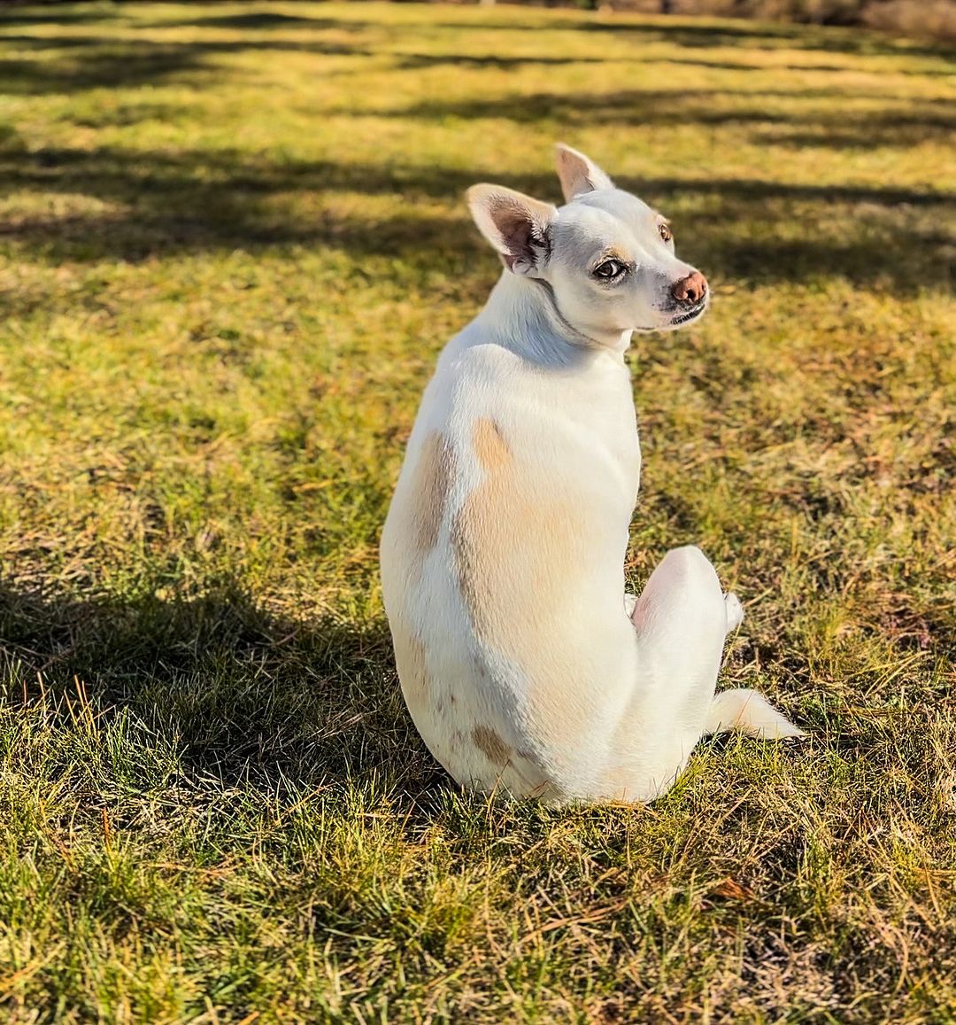 White deaf dog sitting on a grass