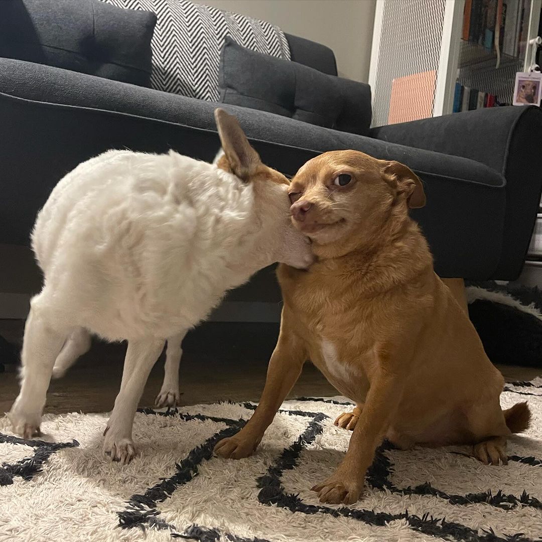 White dog kissing a Chihuahua