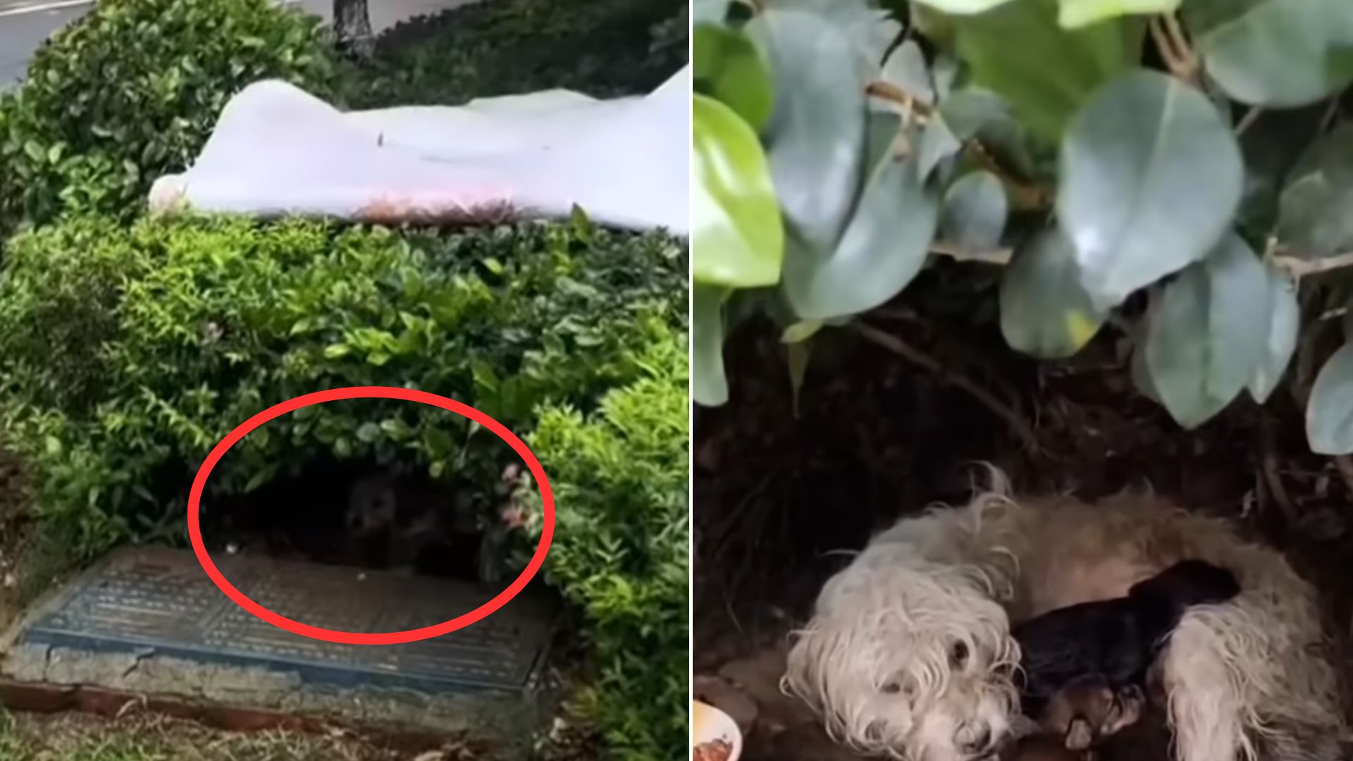 You Won’t Believe What This Dog Was Hiding With Her Body