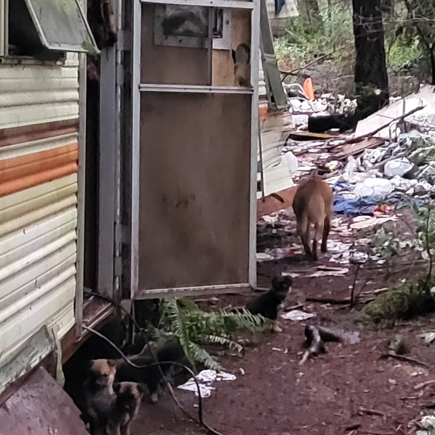 abandoned trailer and puppies in front of it
