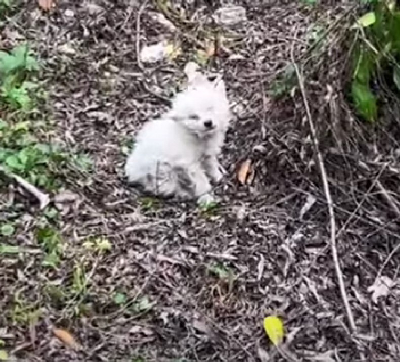 abandoned white puppy in a forest