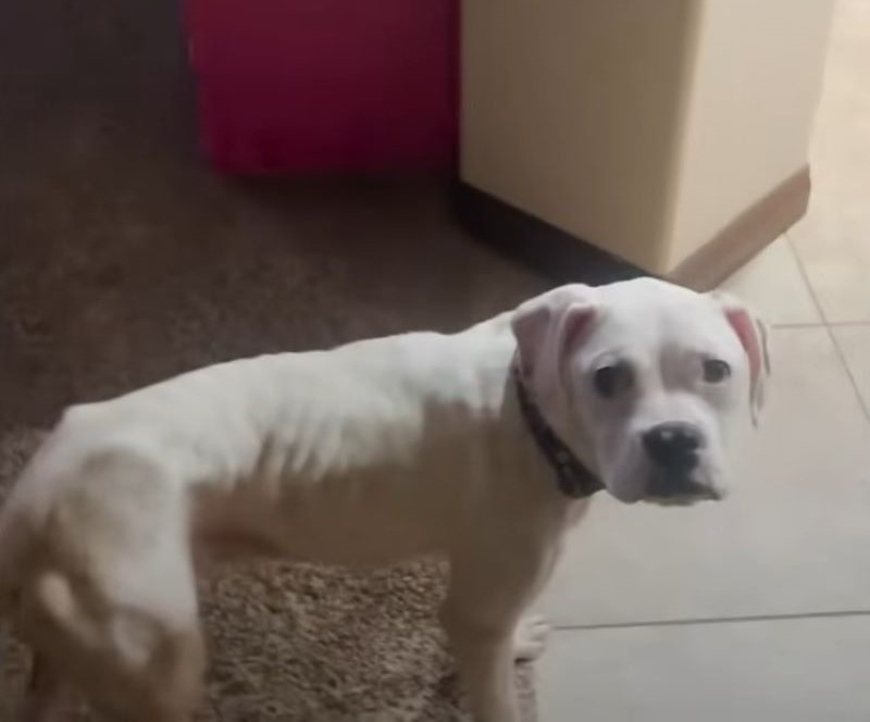 adopted white dog
