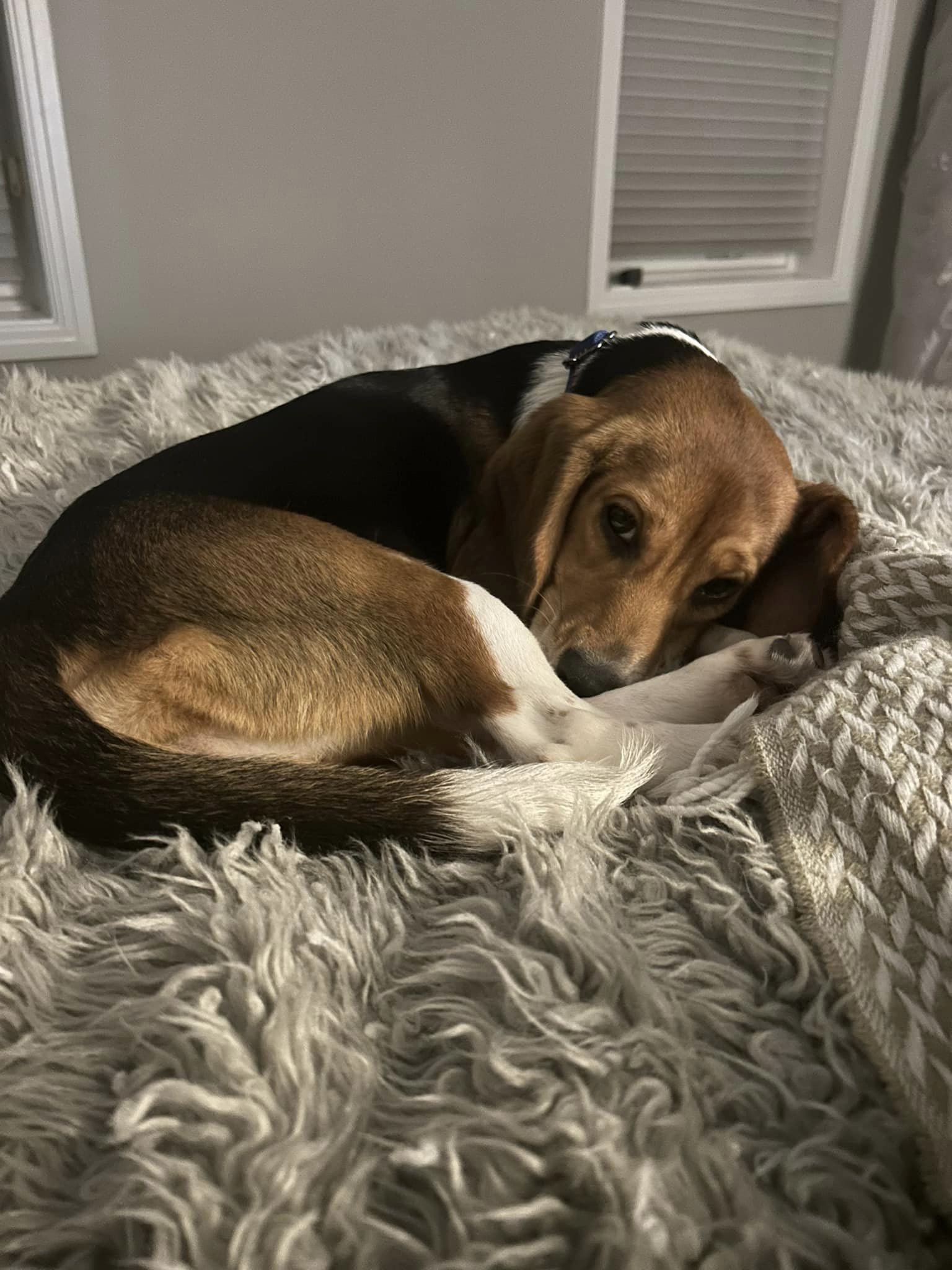 beagle curled up lying in bed