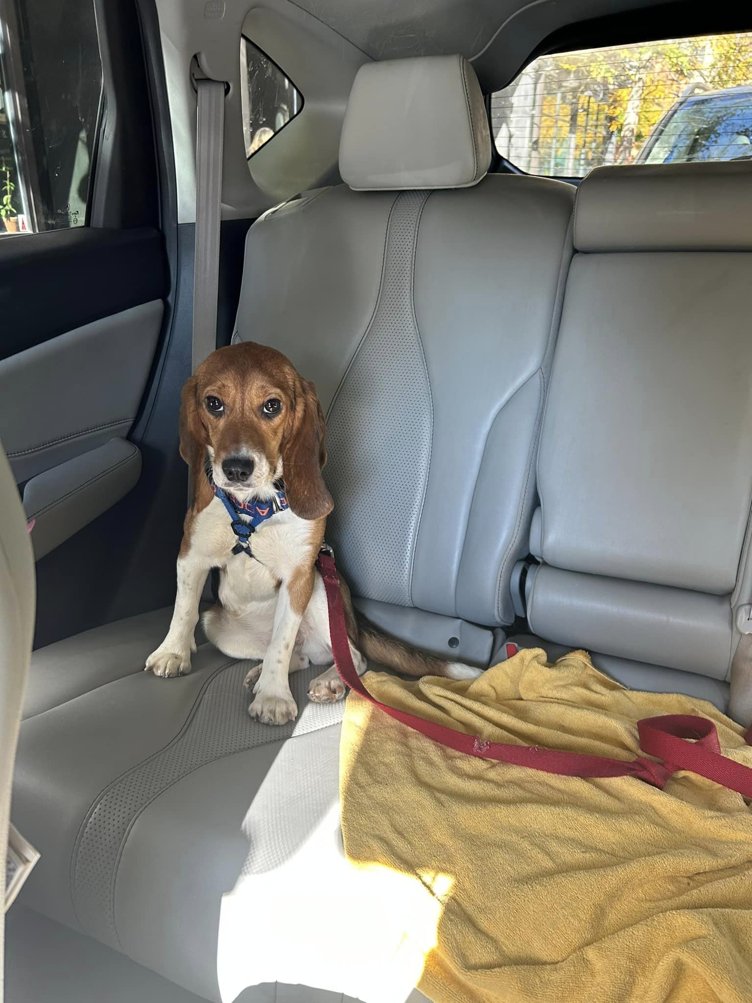 beagle sitting in a car