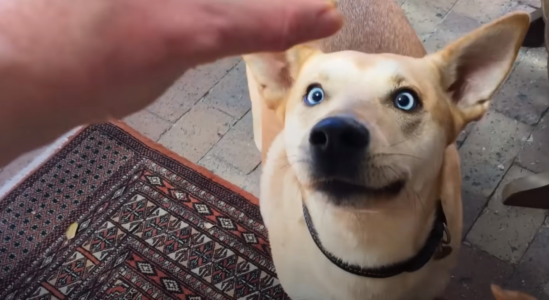 beautiful blue eyed dog