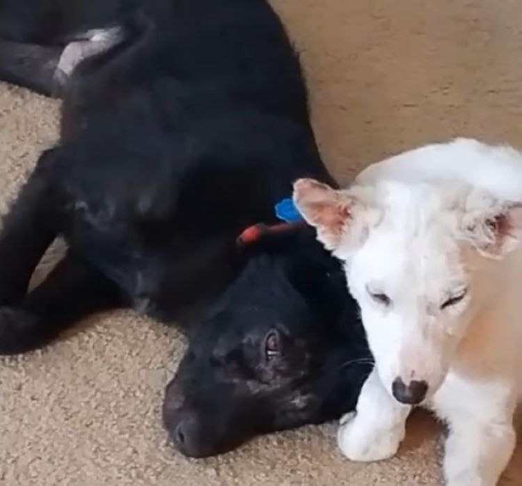 black and white puppies together