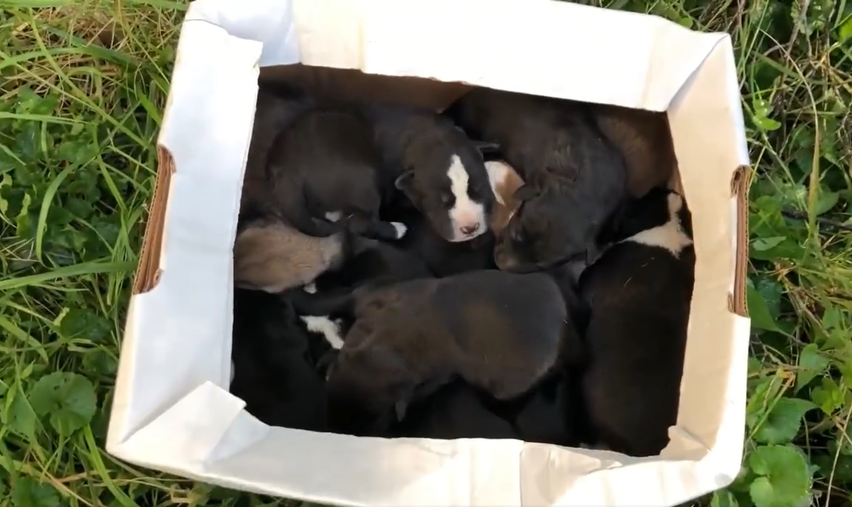 black puppies in the box
