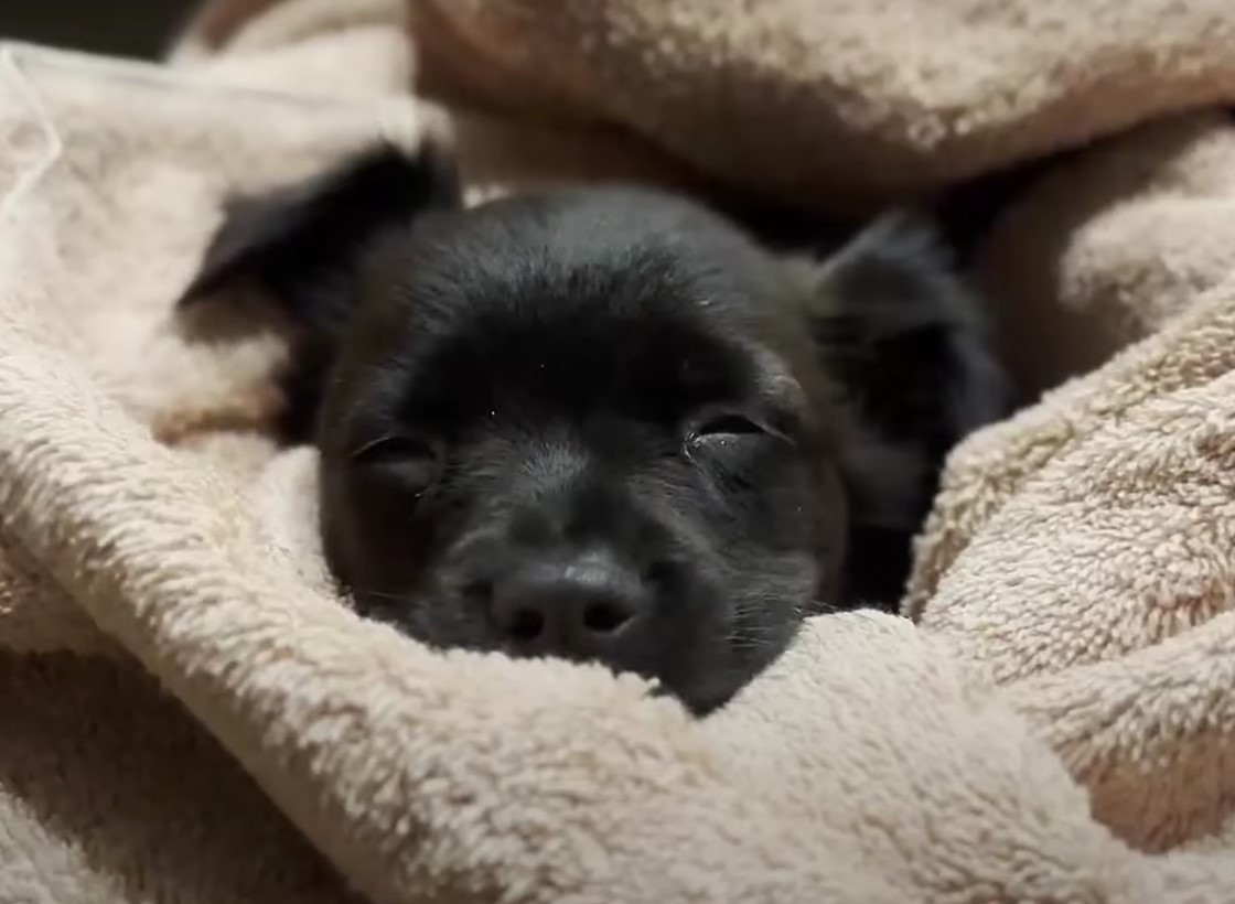 black puppy sleeping in towel