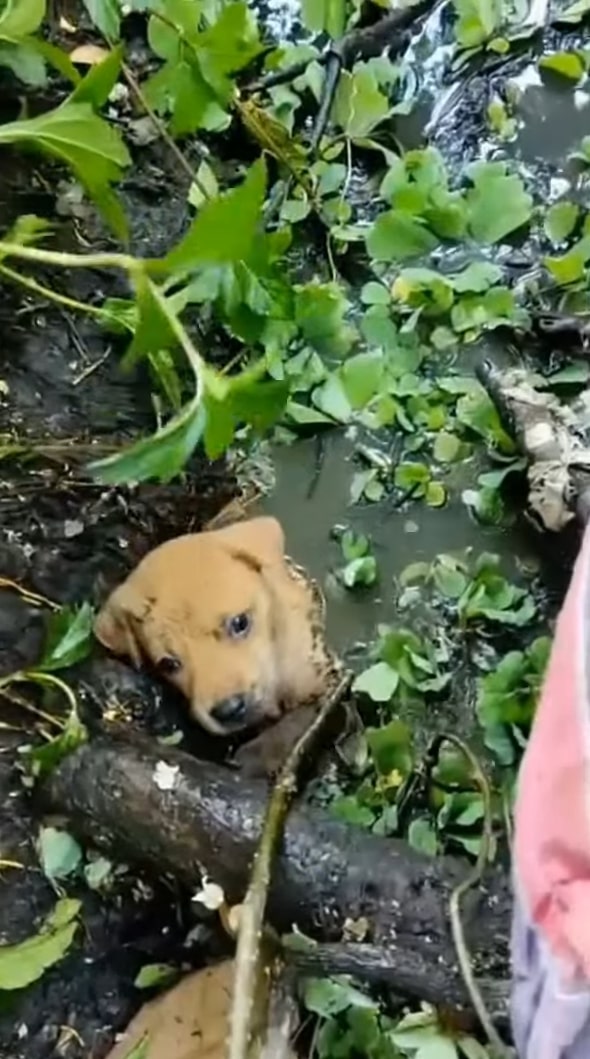 brown puppy in a mud