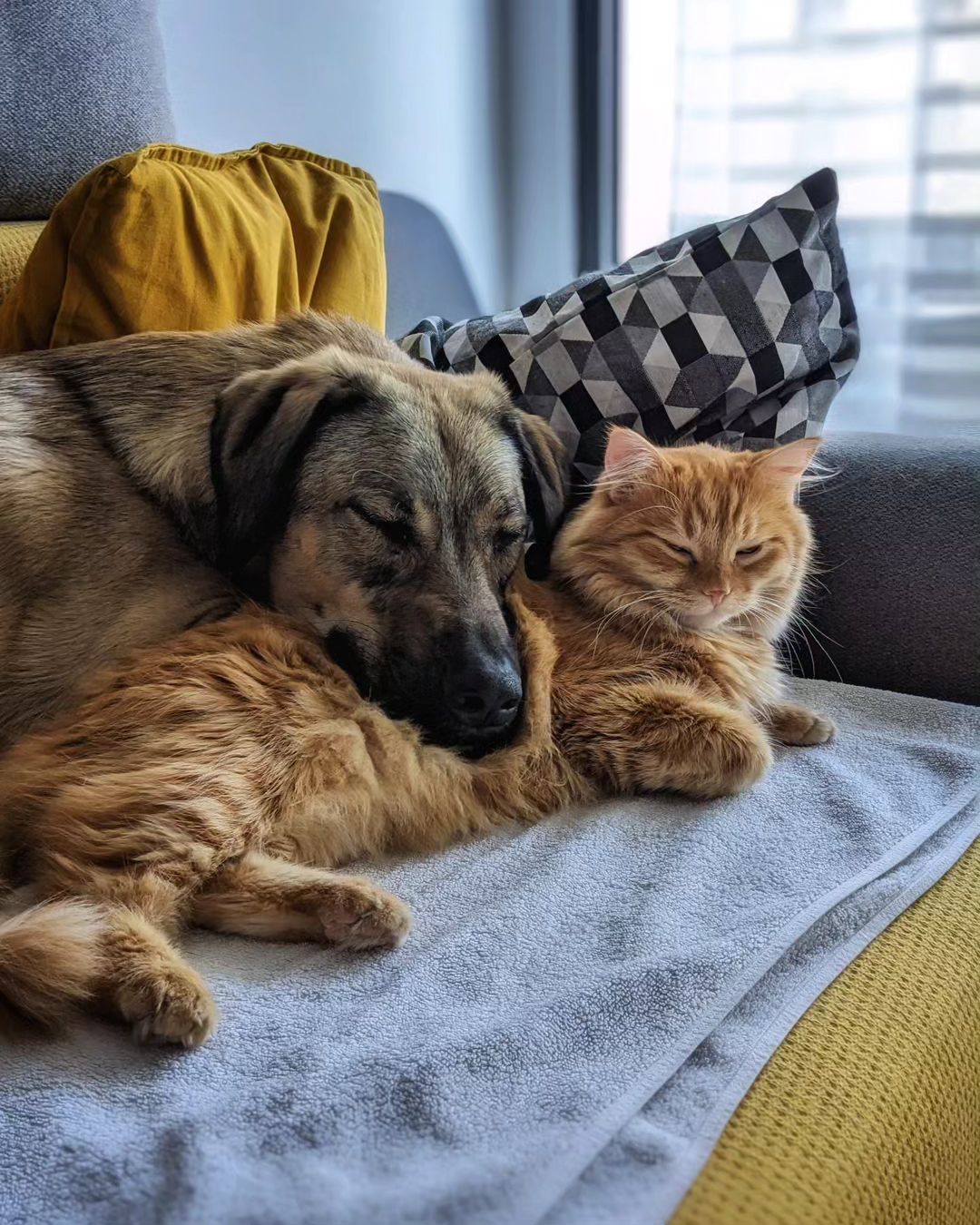 cat and dog lying on couch